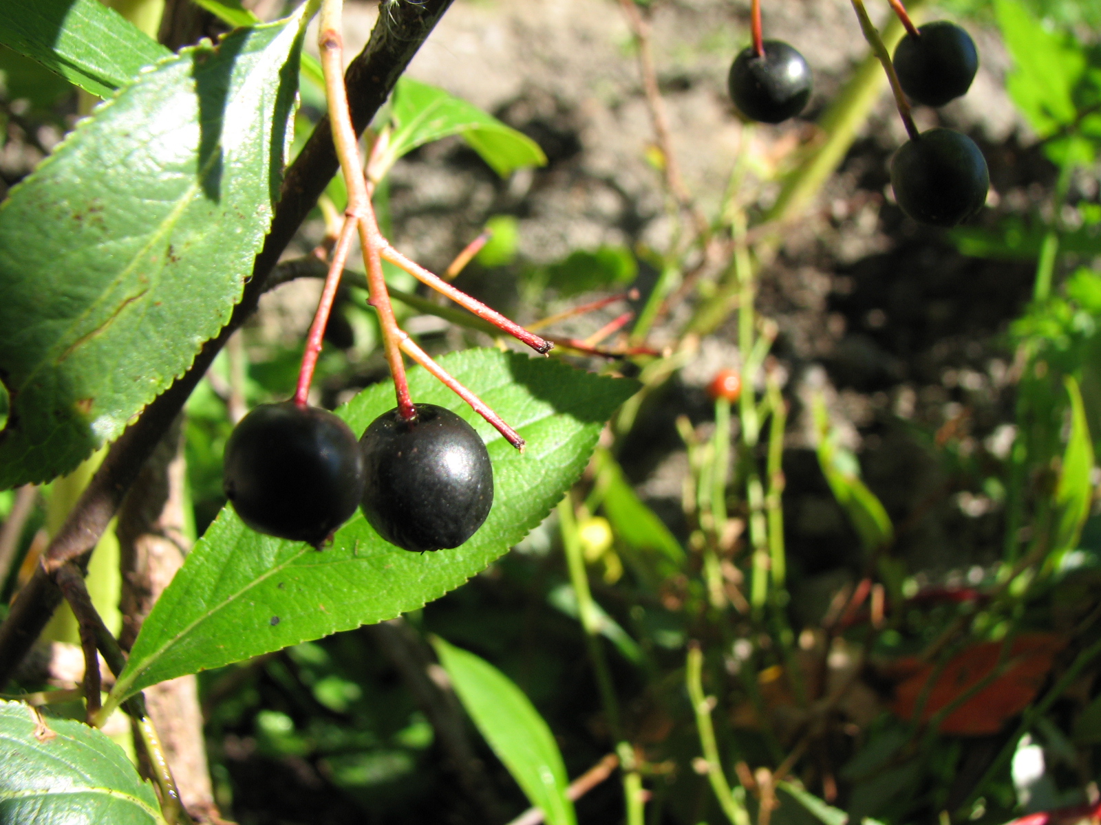 Aronia