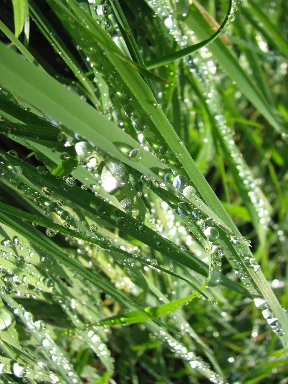 Raumbeduftung, erfrischende