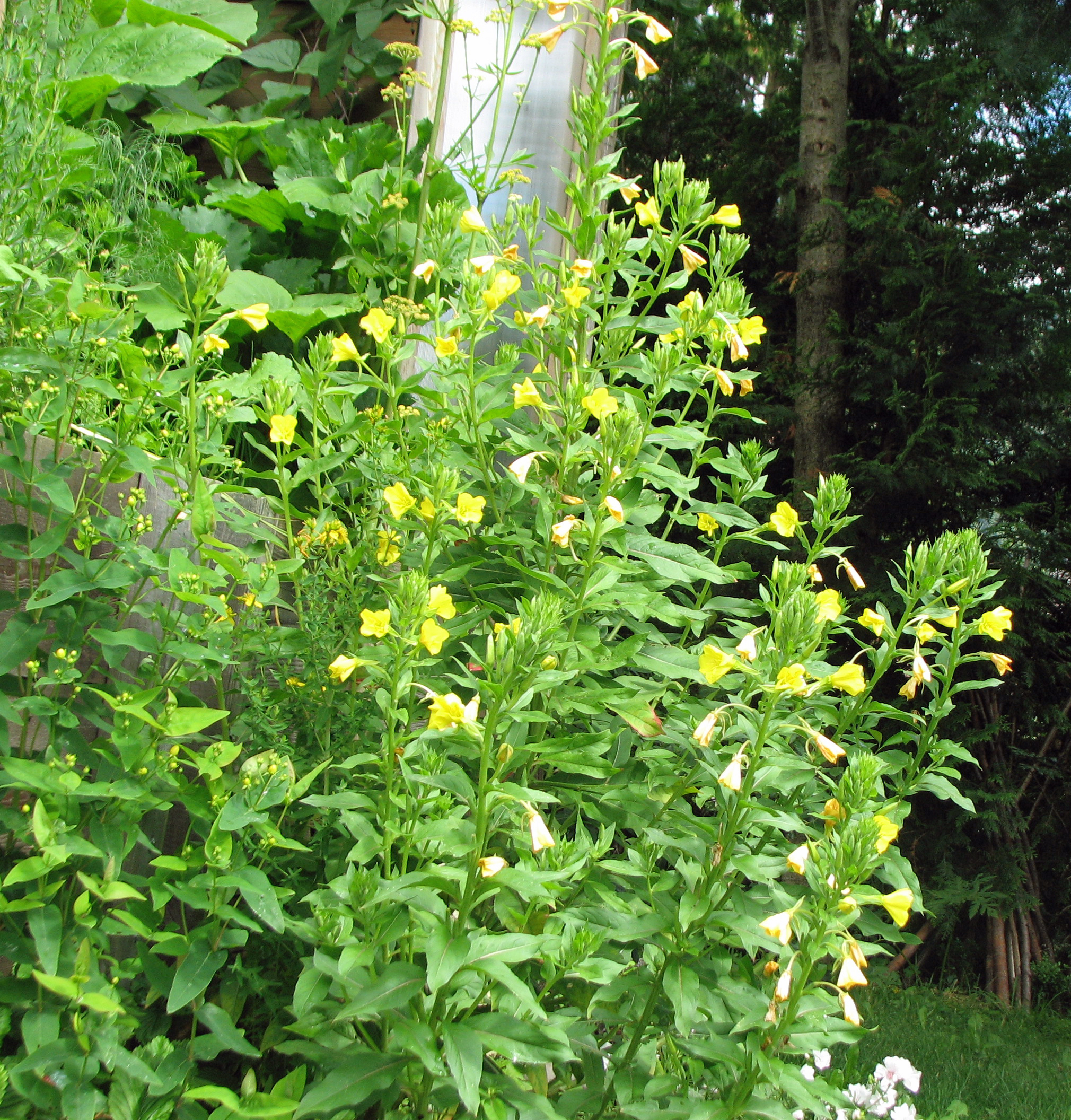 Gewöhnliche Nachtkerze