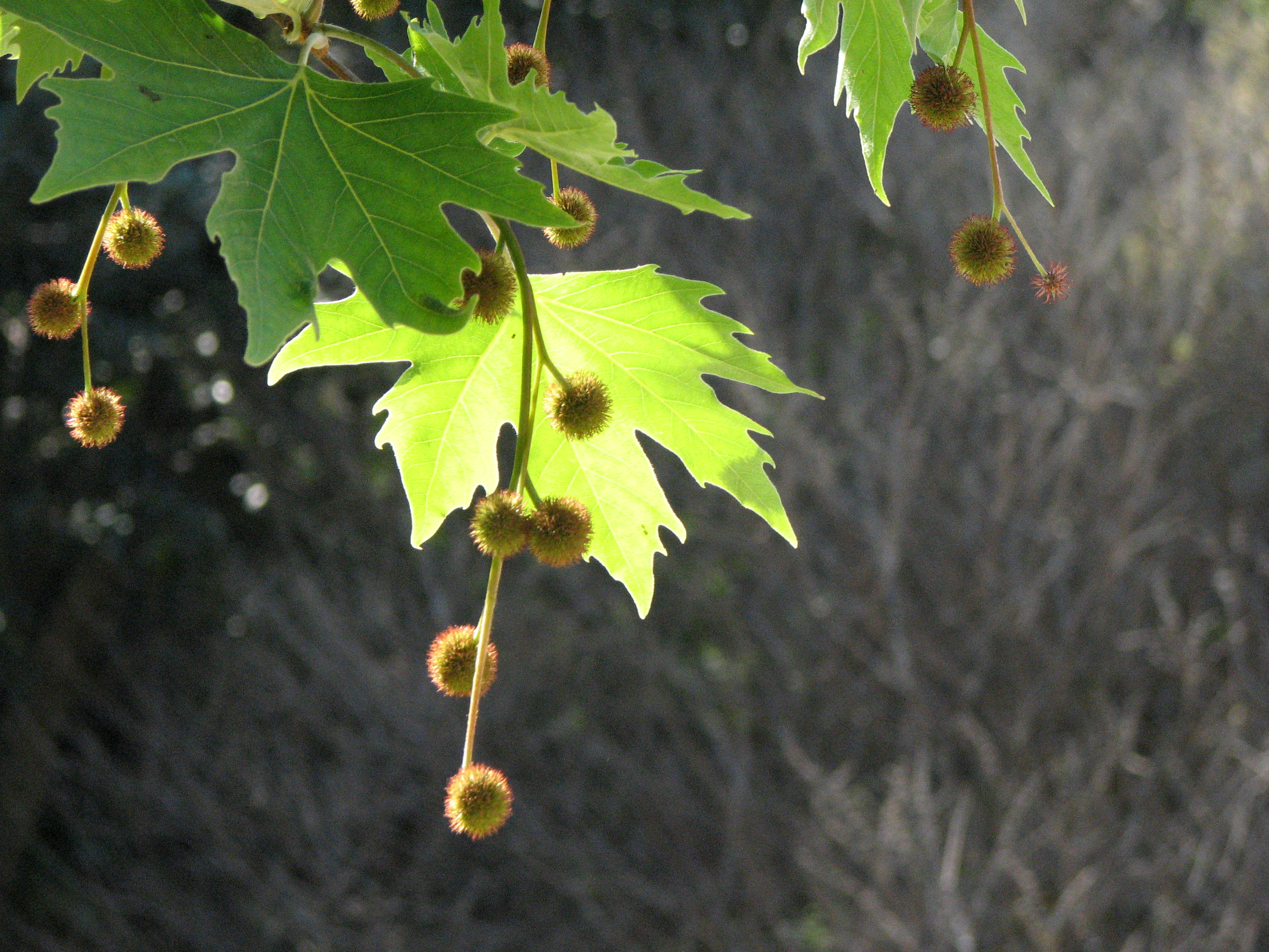 Morgenländische Platane
