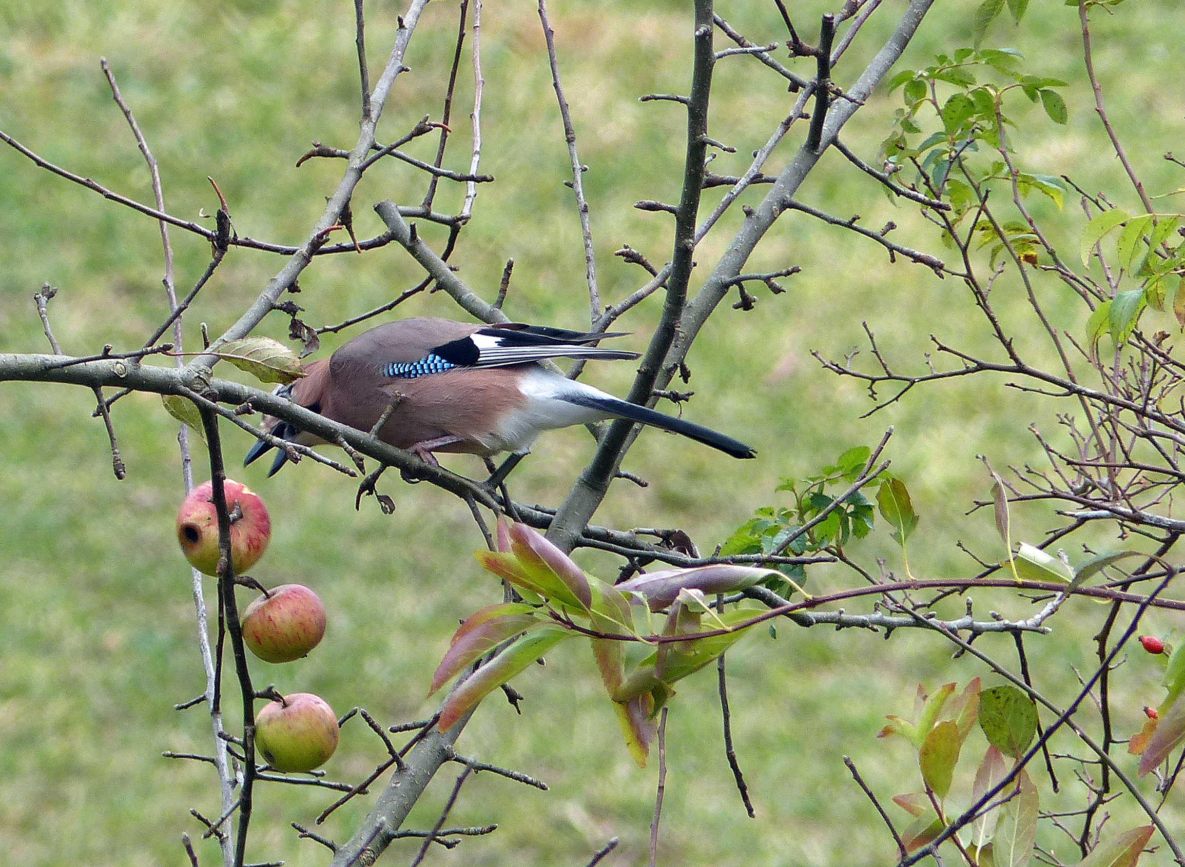 Vogelfutter selber machen
