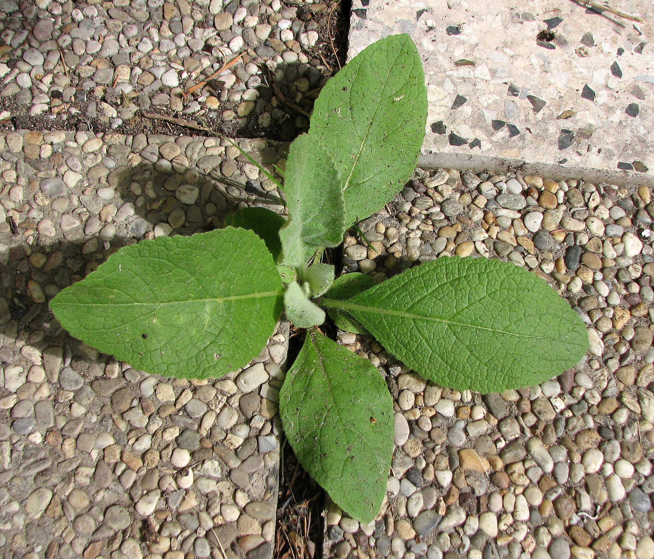 Kleinblütige Königskerze