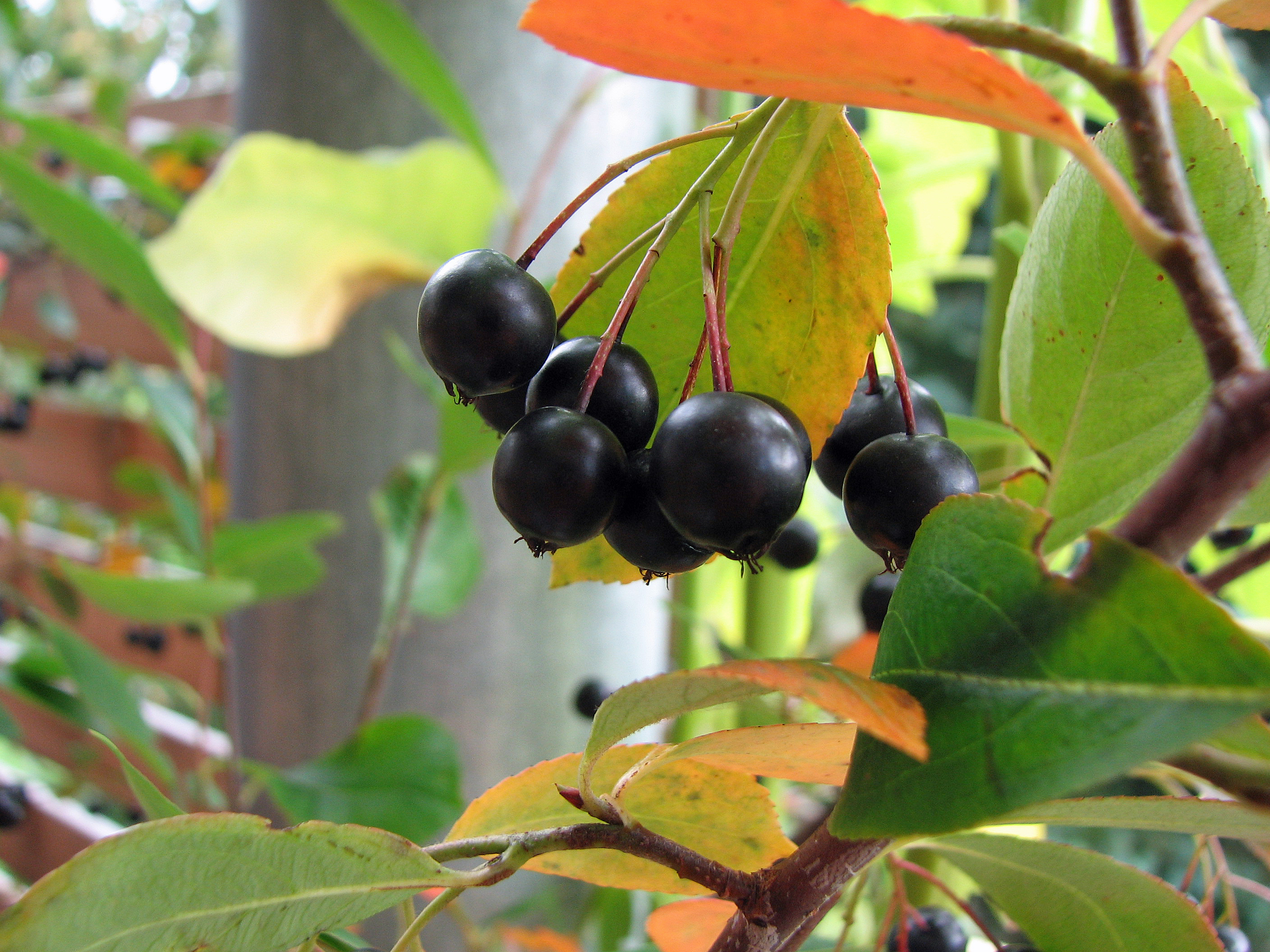 Aronia