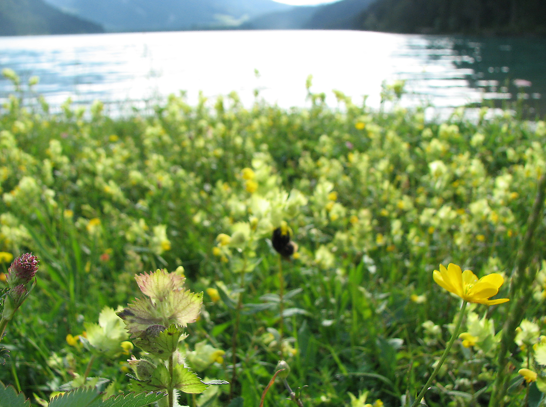 Zottiger Klappertopf