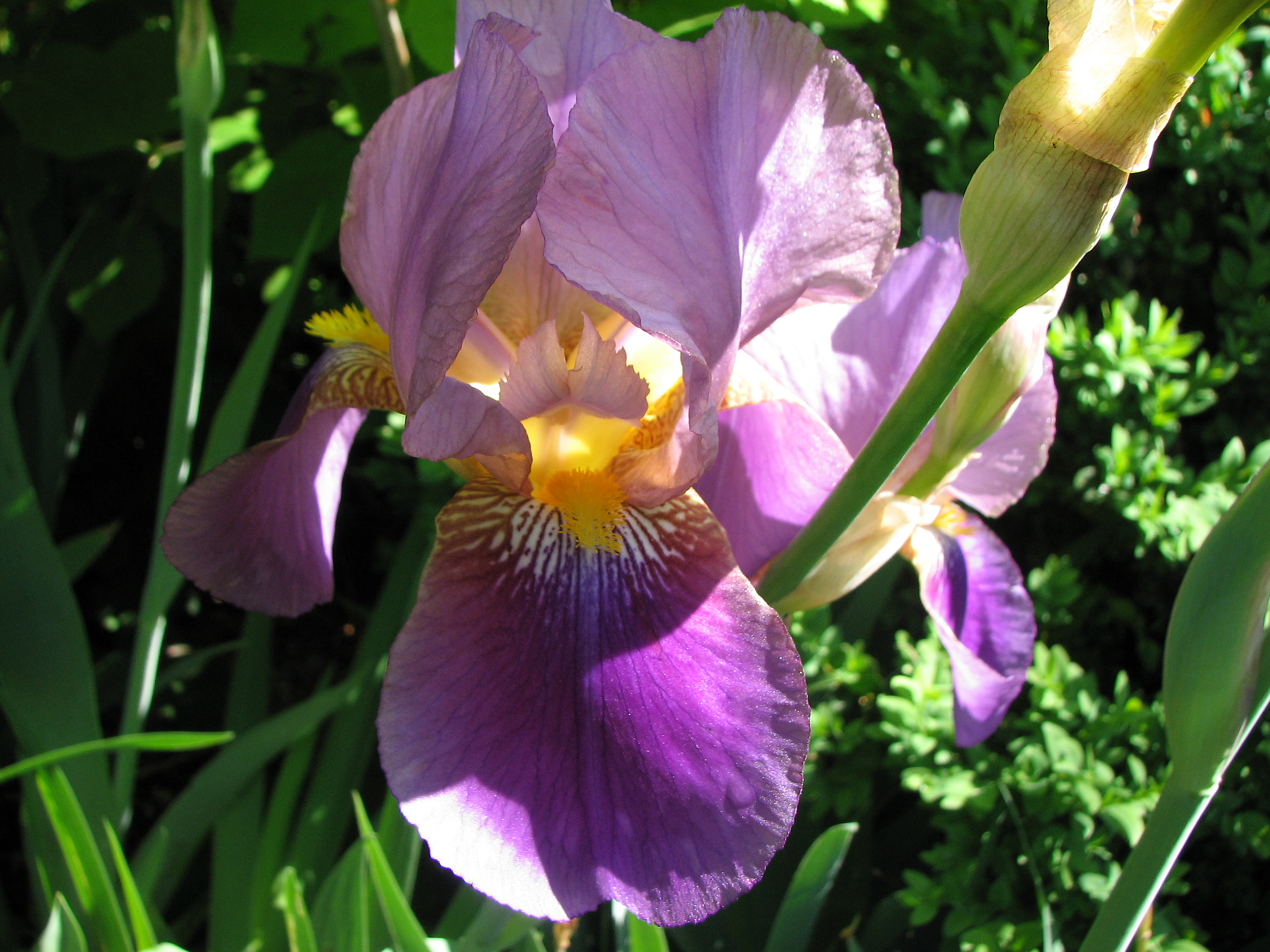 Deutsche Schwertlilie