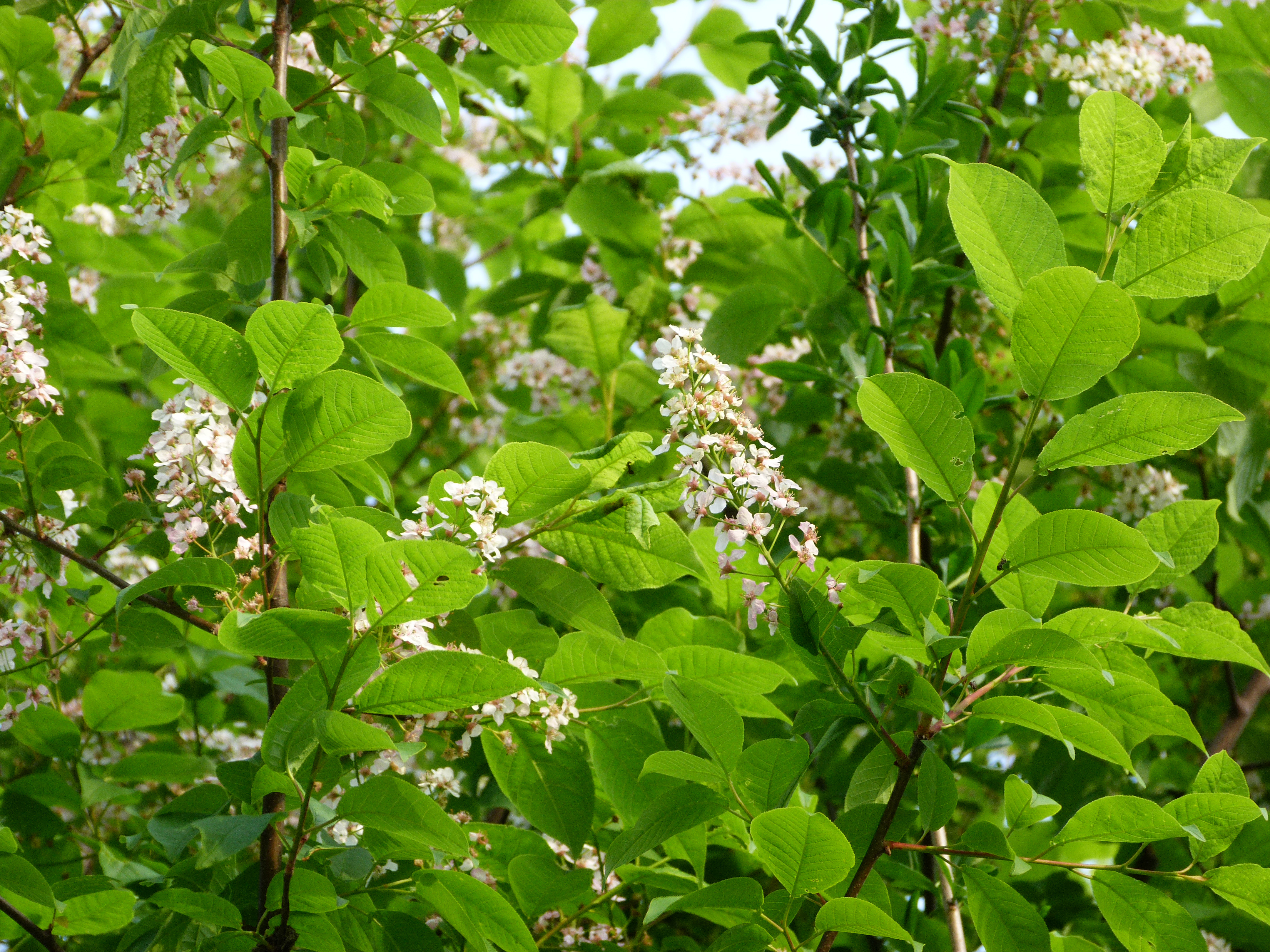Gewöhnliche Traubenkirsche