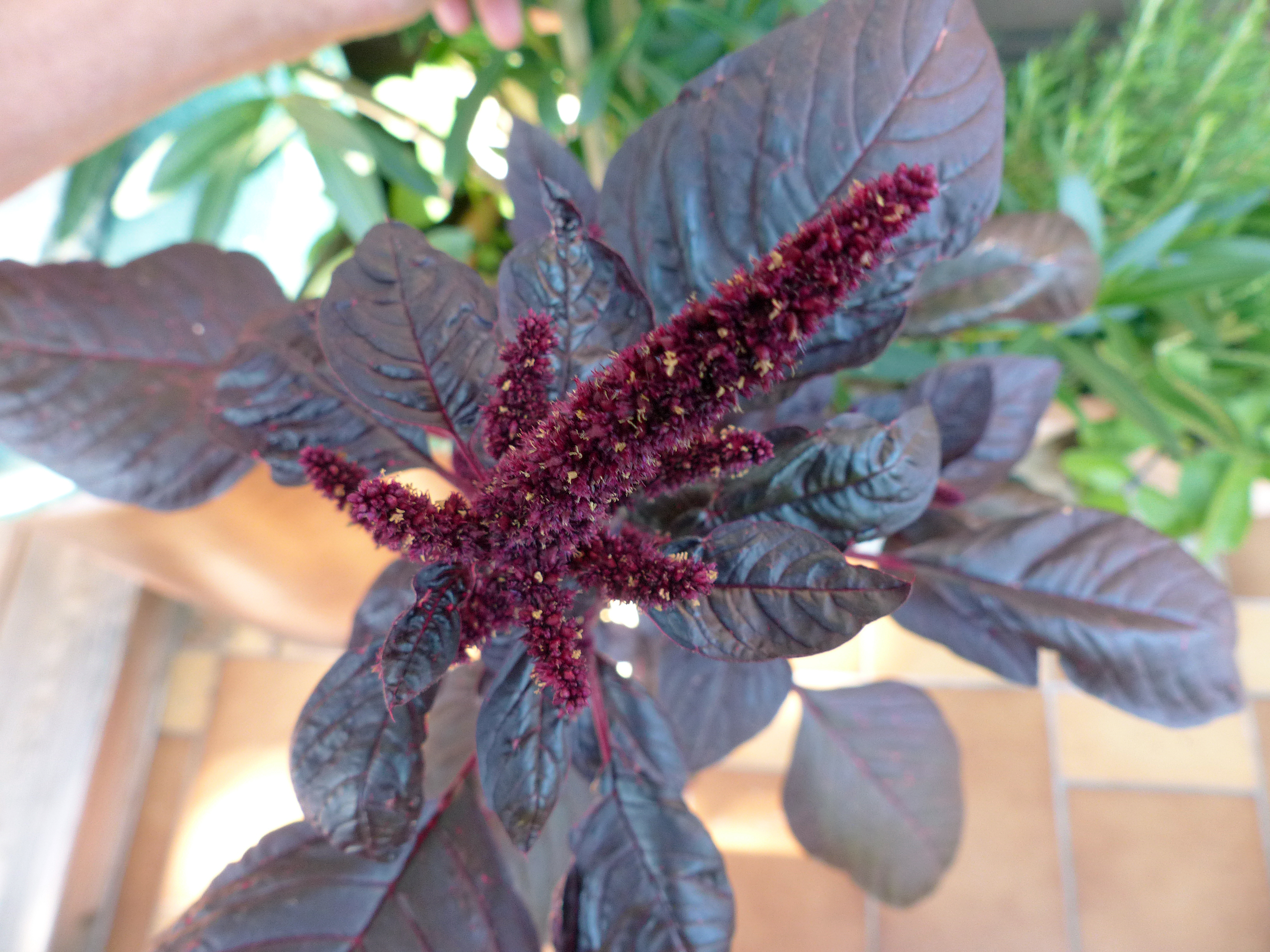 Amaranth