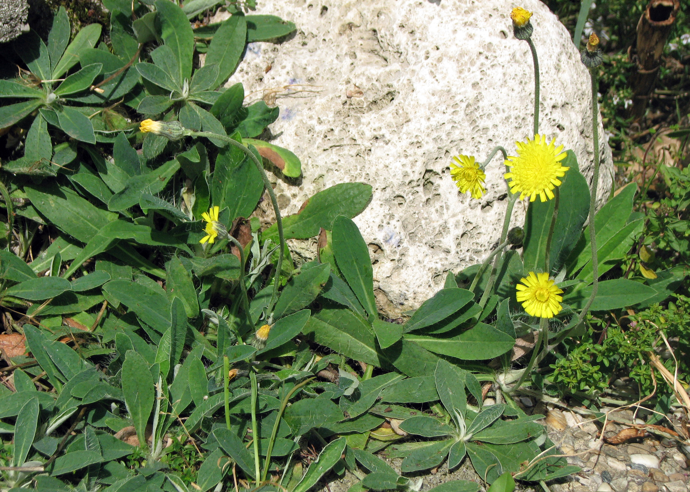 Kleines Habichtskraut