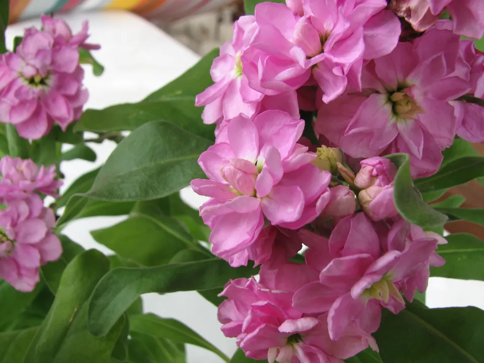 Pietro Andrea Mattioli