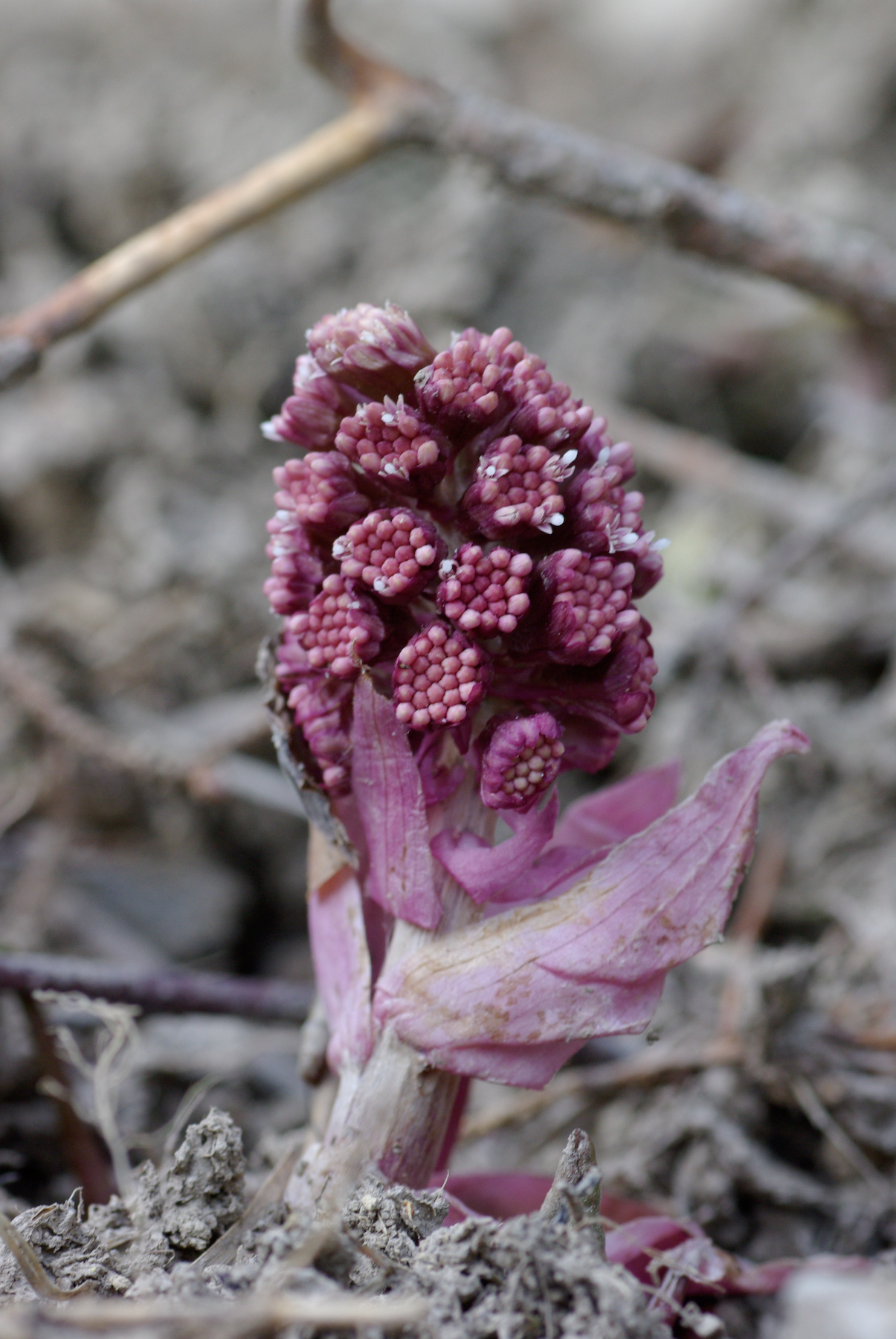 Gewöhnliche Pestwurz