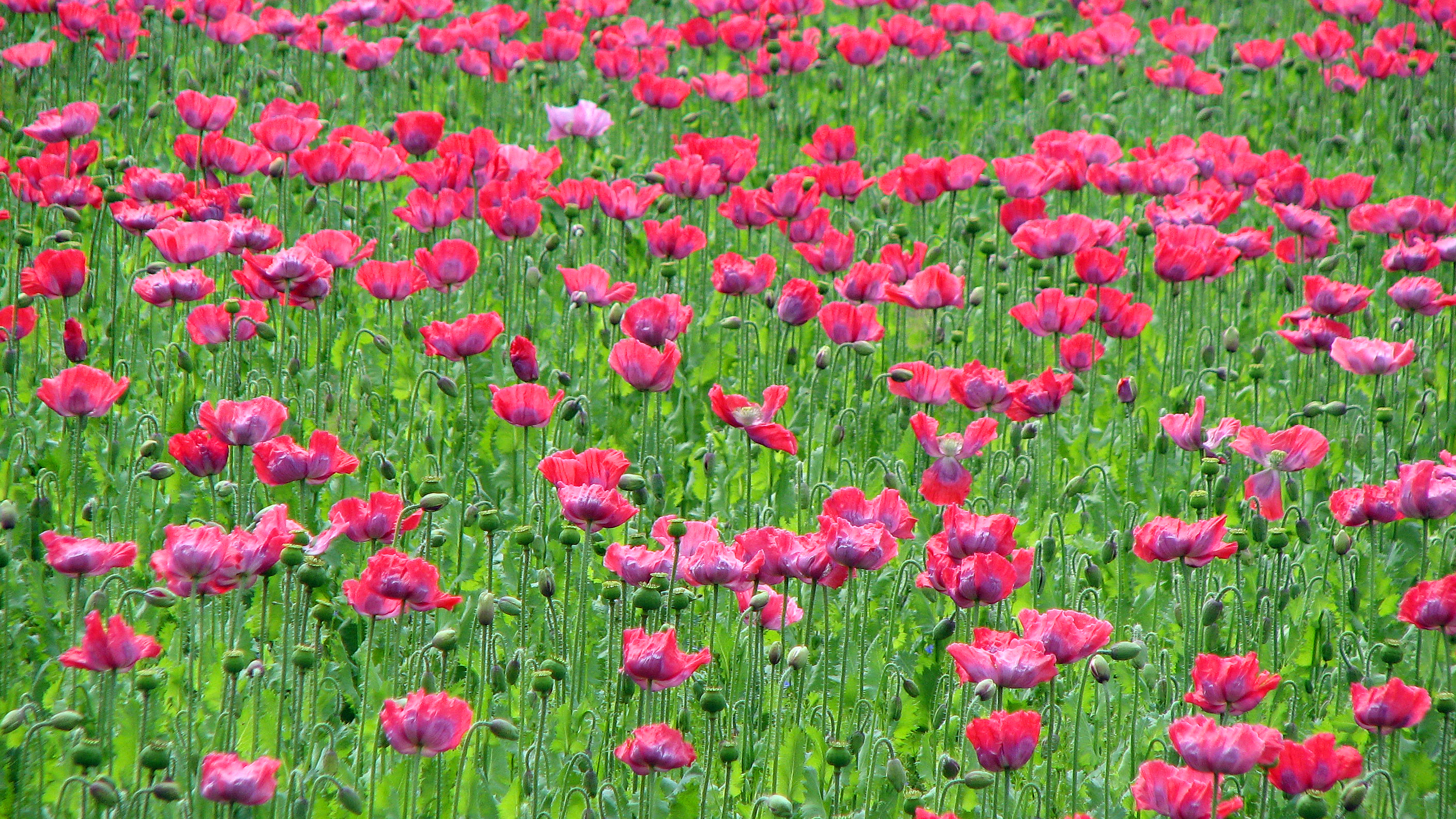Schlafmohn