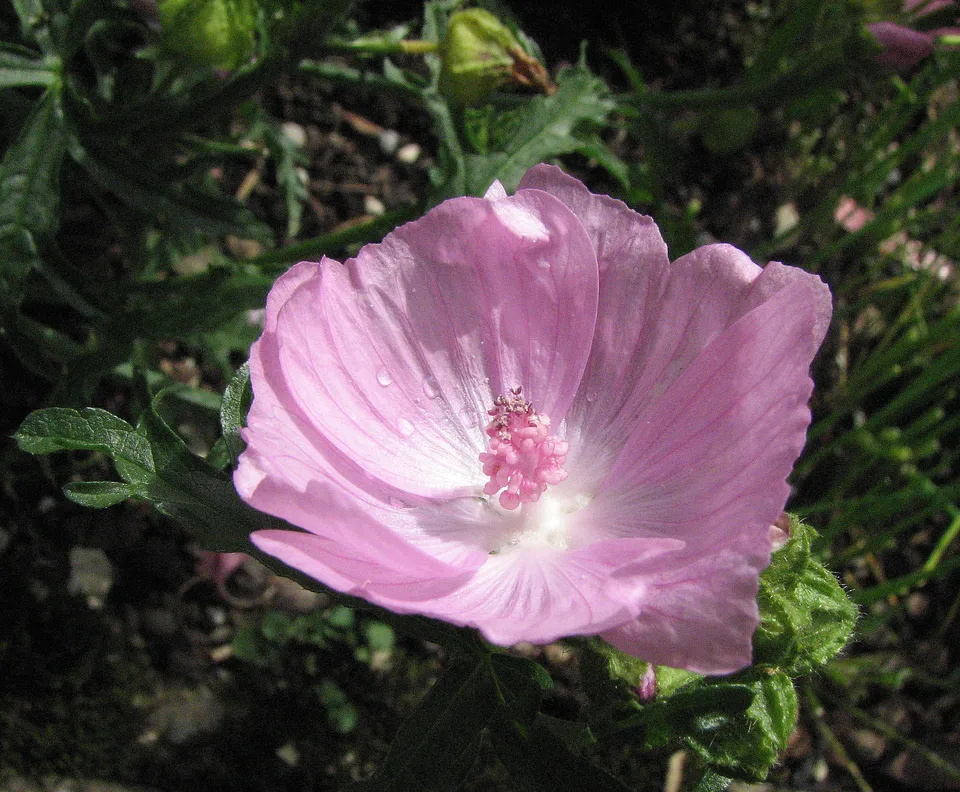 Wilde Balkongärtnerei