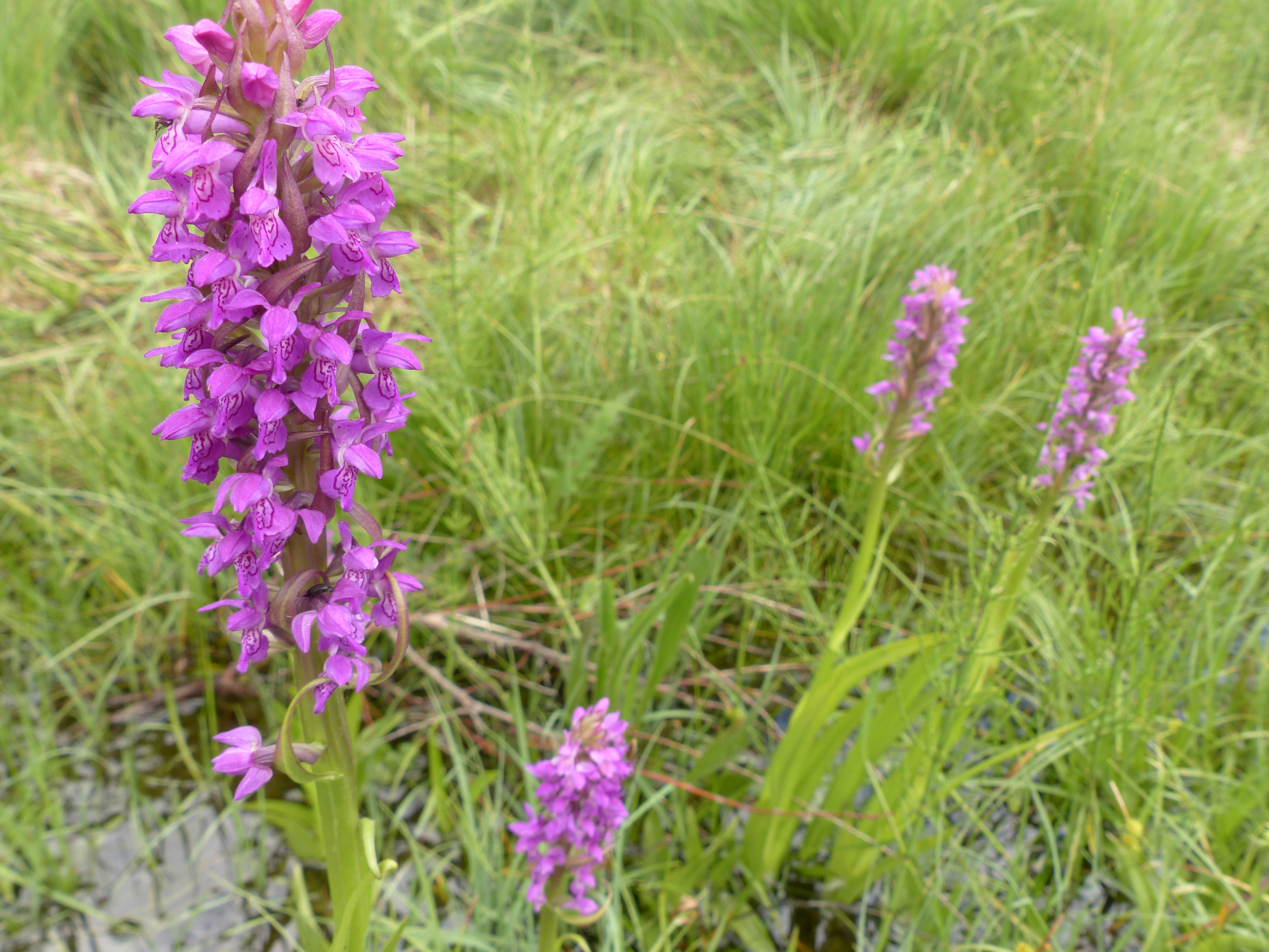 Fleischfarbene Fingerwurz