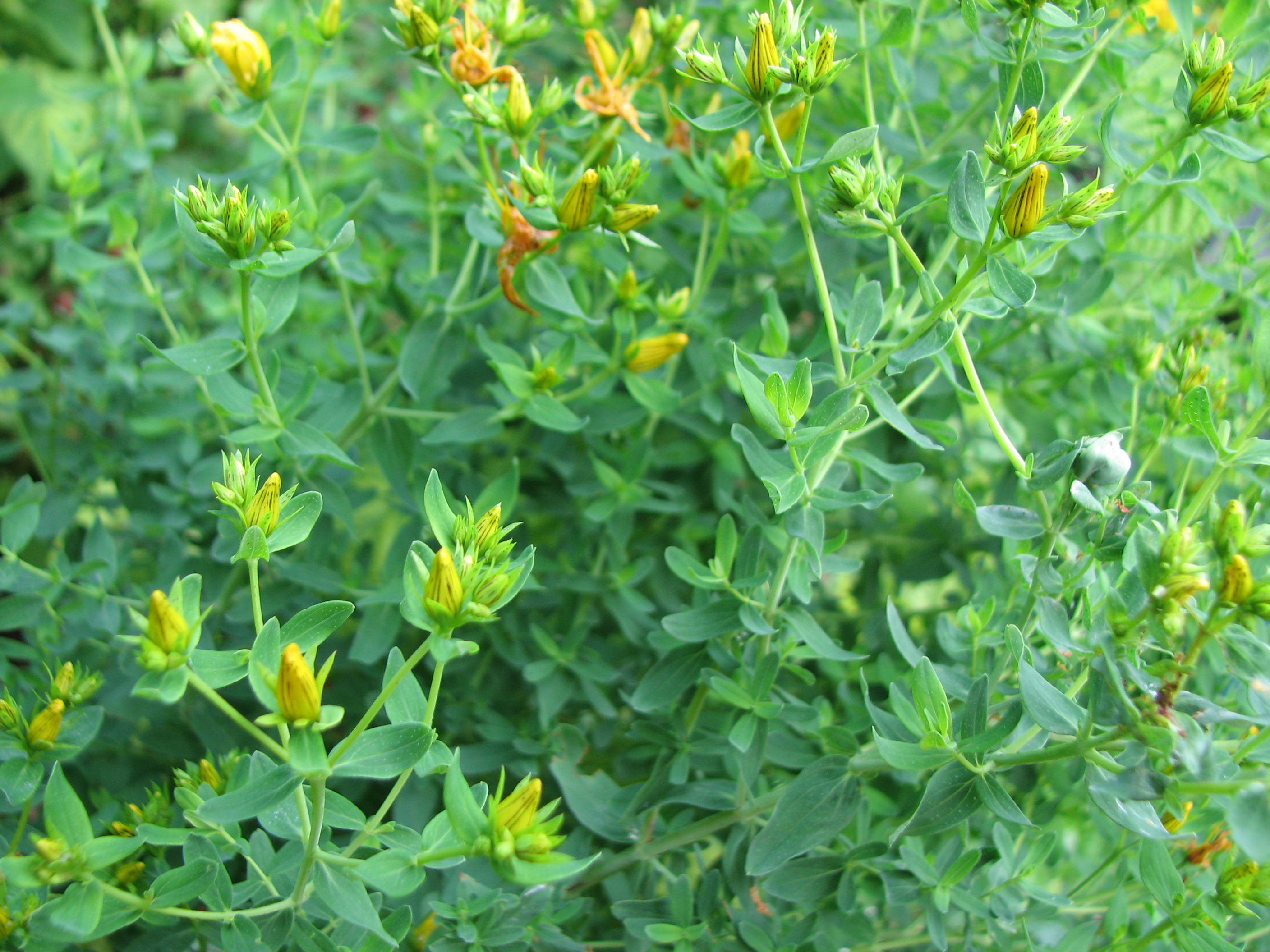 Echtes Johanniskraut