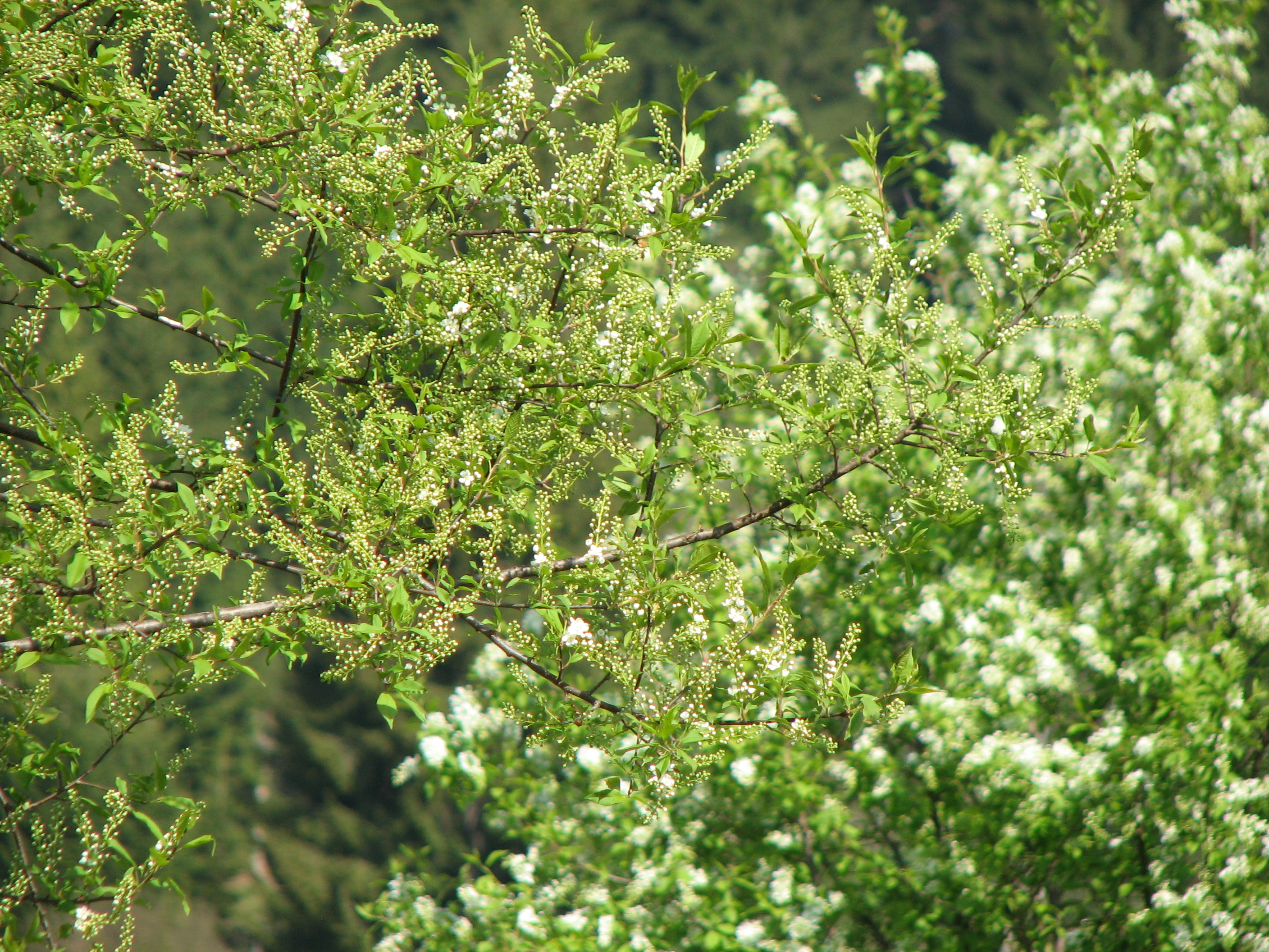 Spätblühende Traubenkirsche