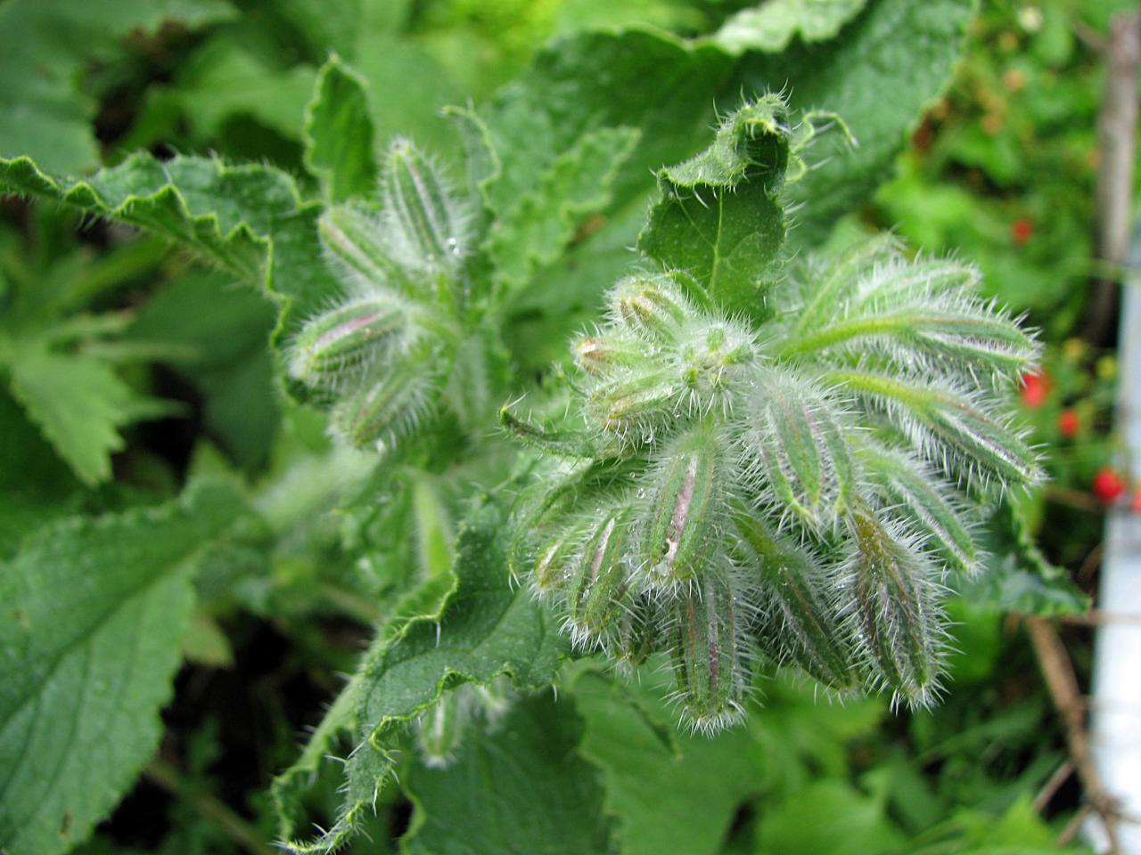 Frankfurter Grüne Soße