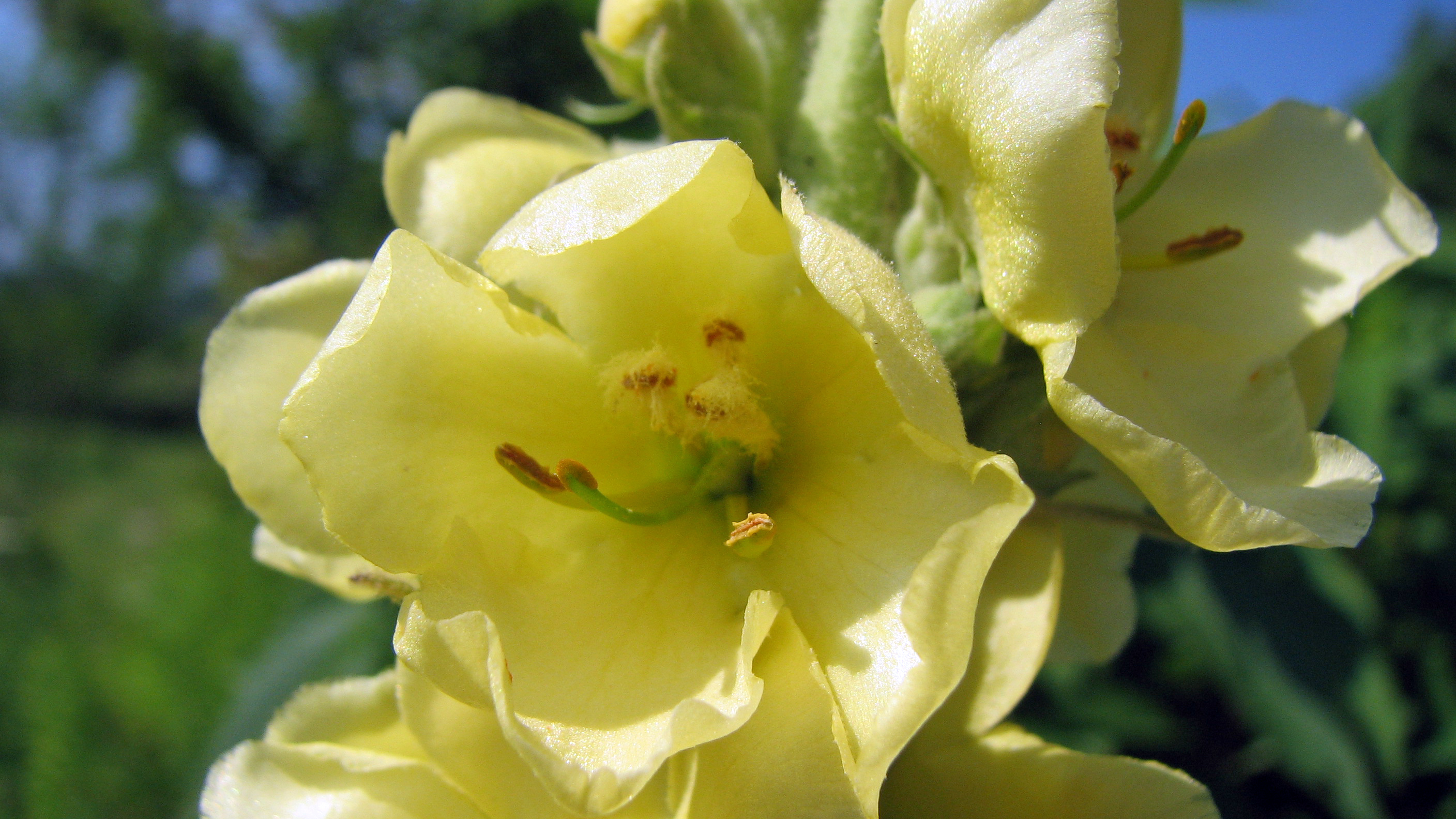 Großblütige Königskerze