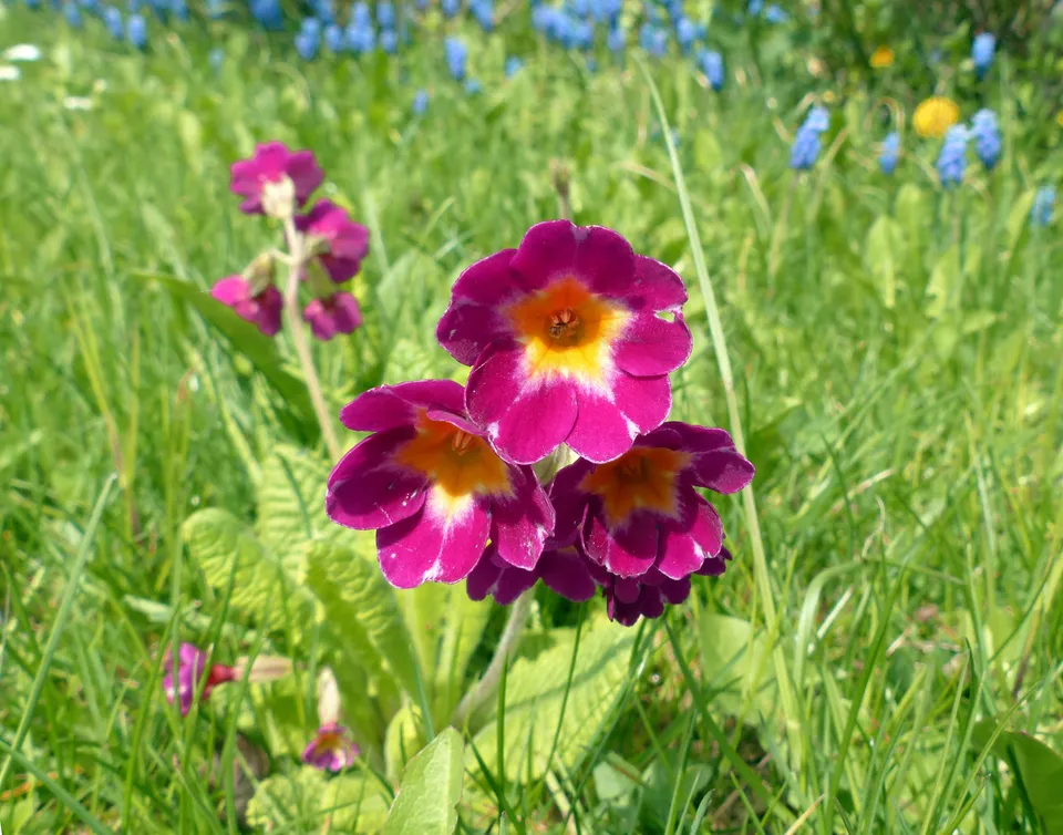 Stängellose Schlüsselblume