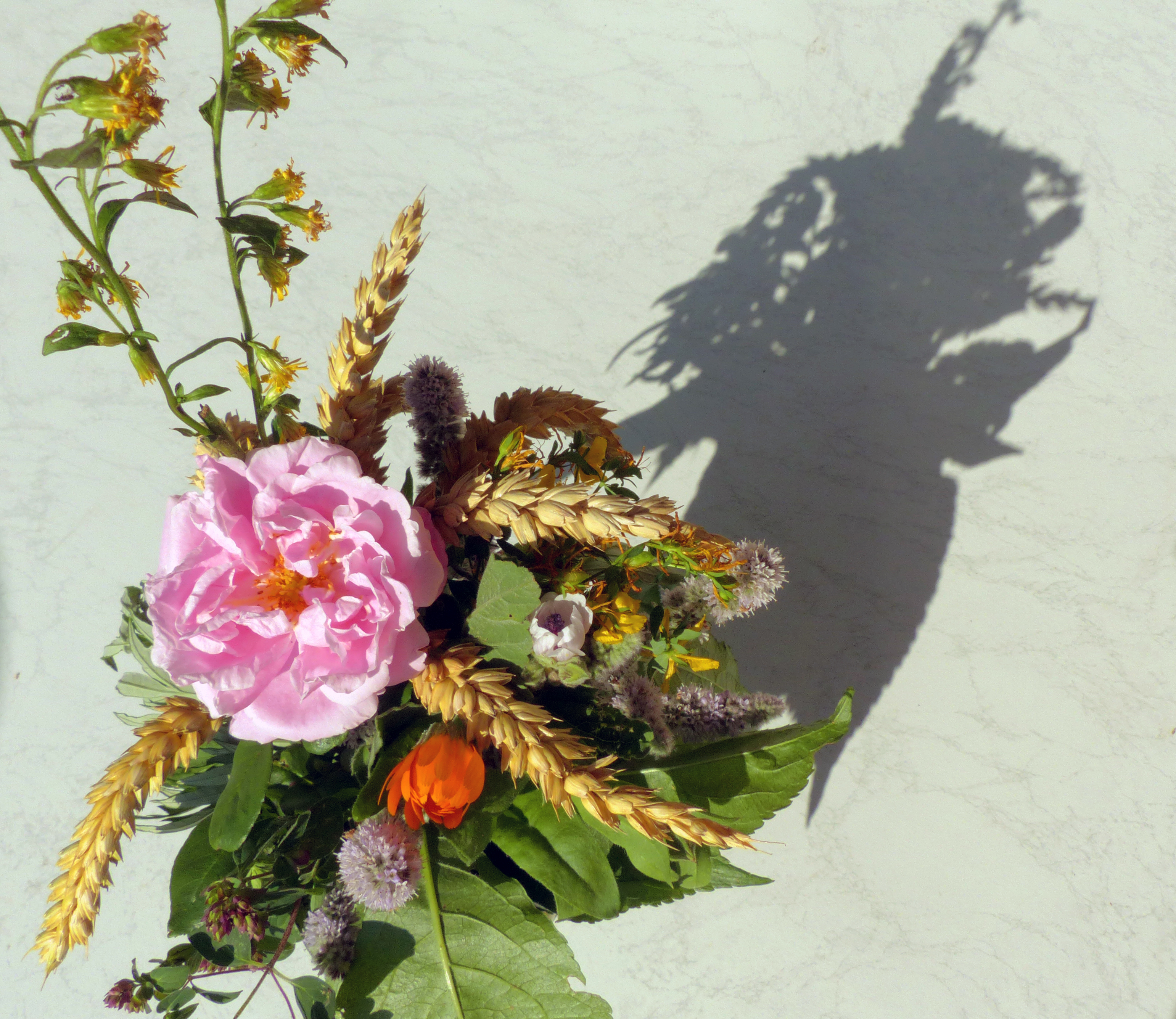 <p>Kräuterbüschel</p>