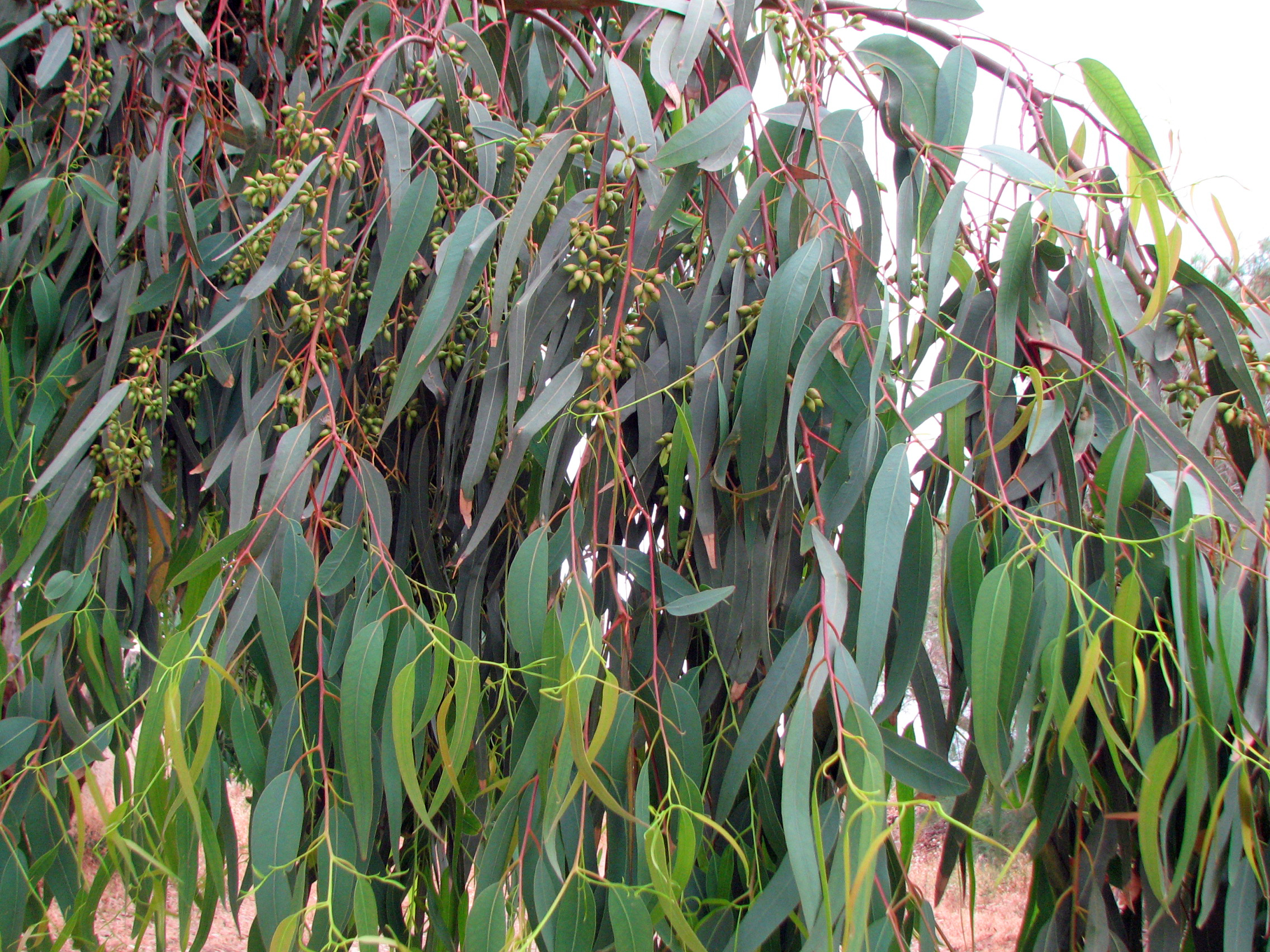 Eukalyptus