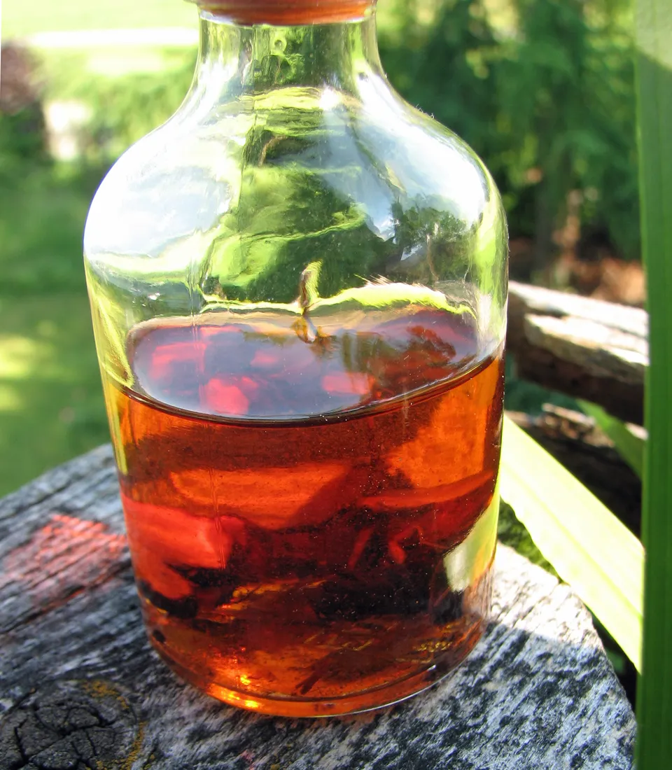 Blutwurztinktur, Blutwurztee, Blutwurzwein