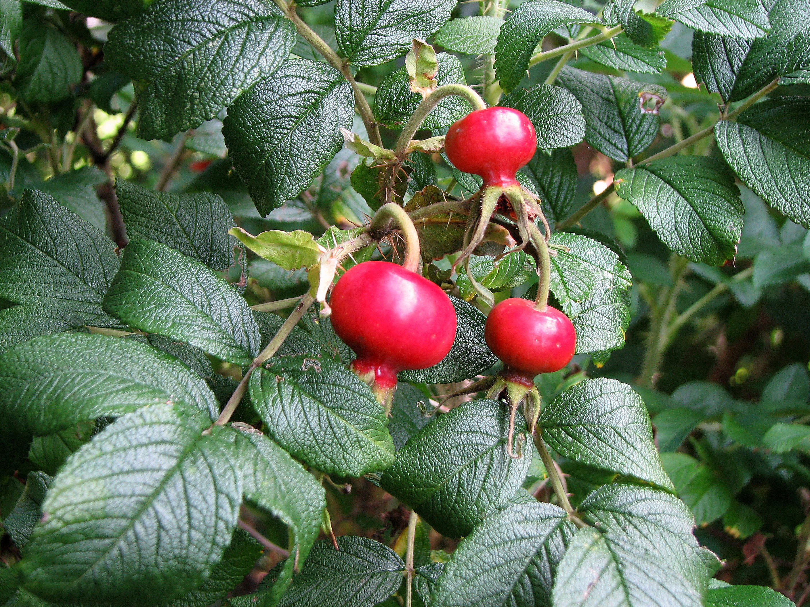 Kartoffelrose-Wildrose