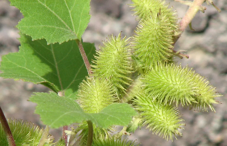 Gewöhnliche Spitzklette