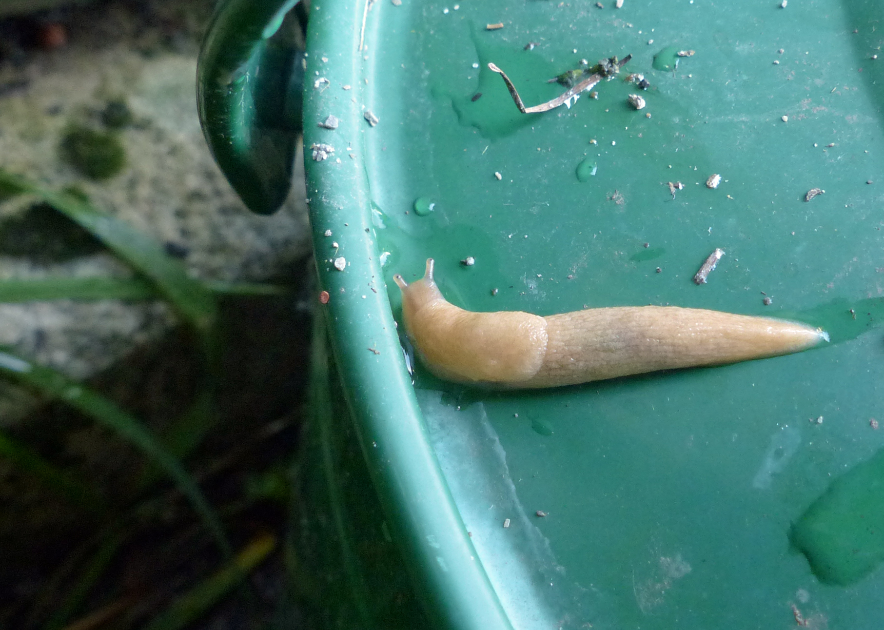 <p> Die<em> Einfarbige bzw. Graue Ackerschnecke</em>, im Foto, zählt wie ihre Zwillingsschwester, die <em>Genetzte Ackerschnecke</em>, zu den Schadschnecken</p>