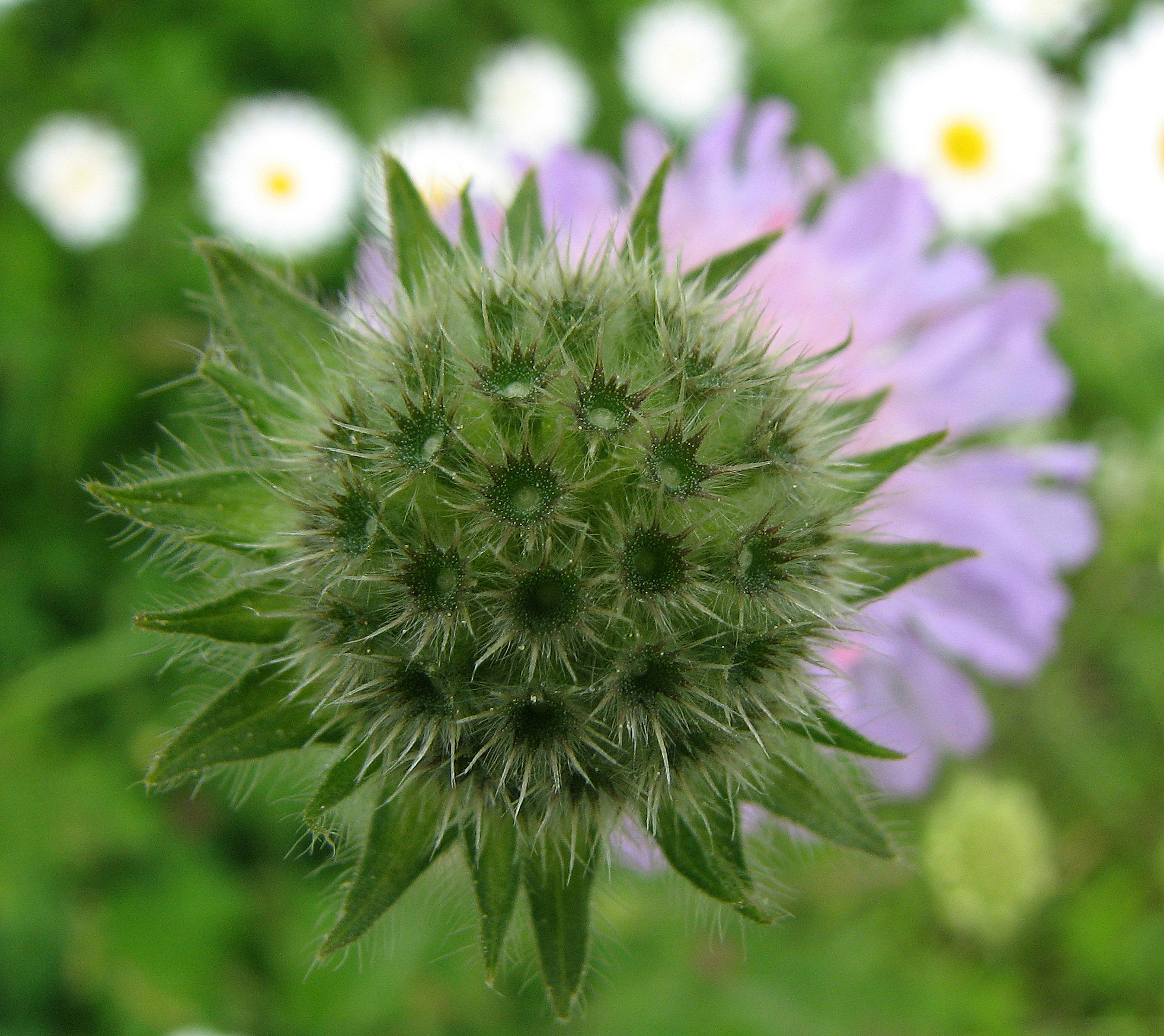 Wiesenwitwenblume