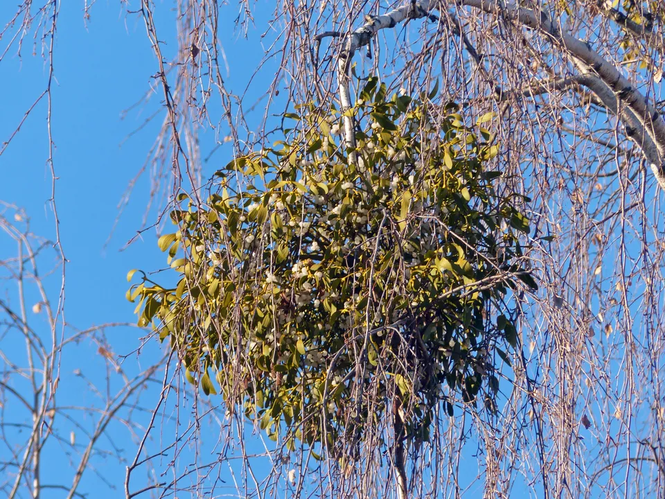 Misteltee und Misteltinktur