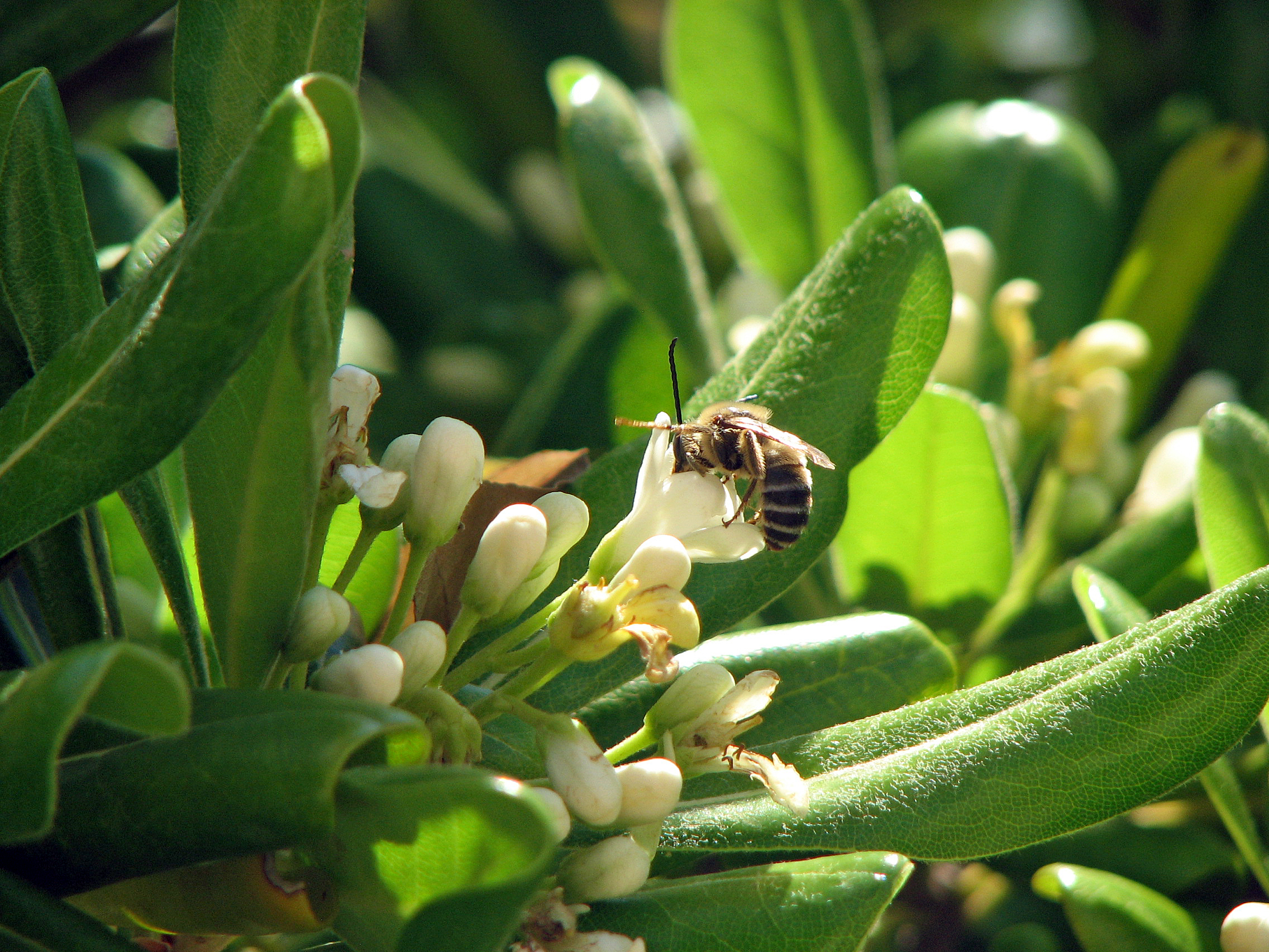 Chinesischer Klebsame