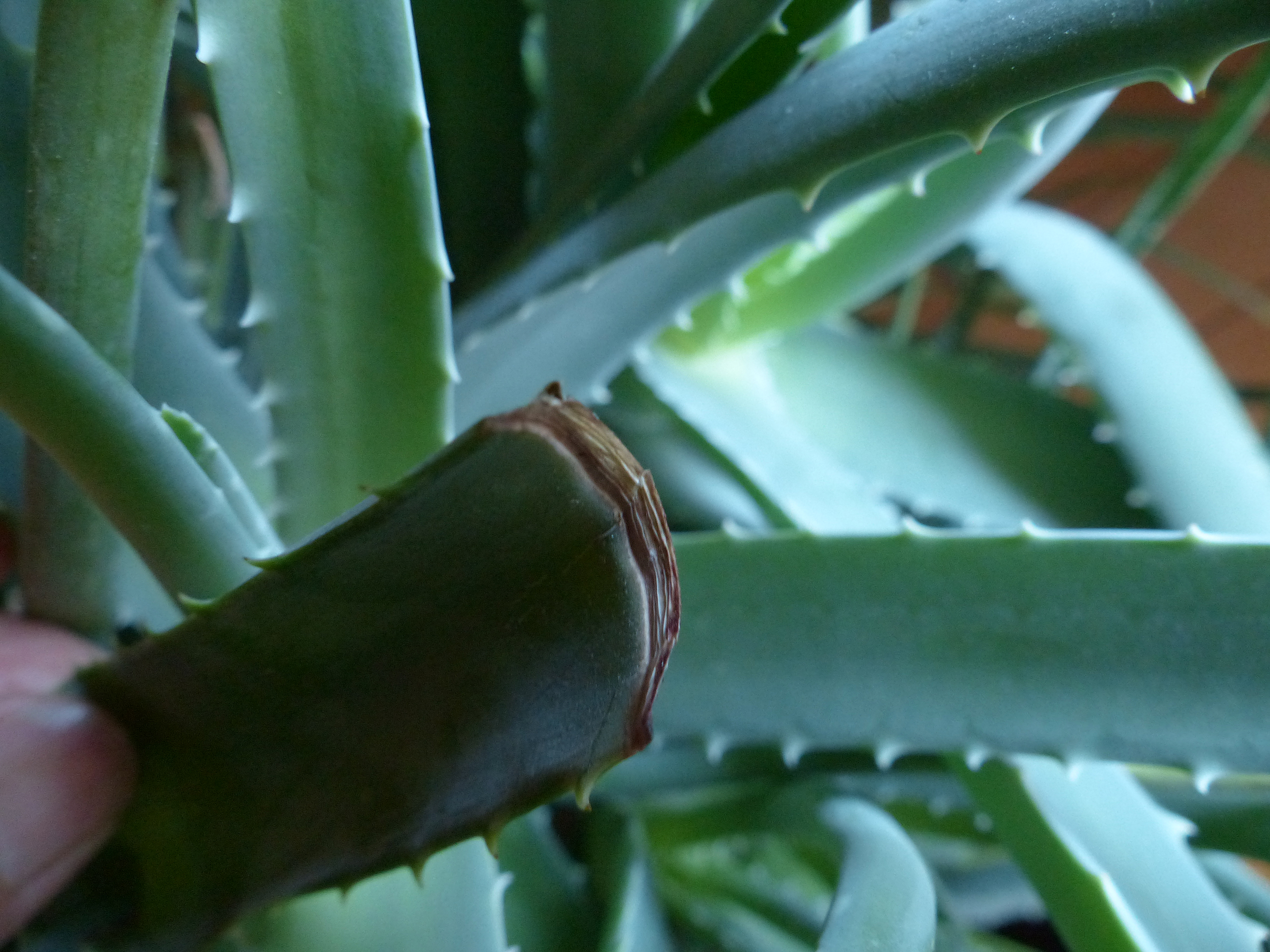Aloe vera