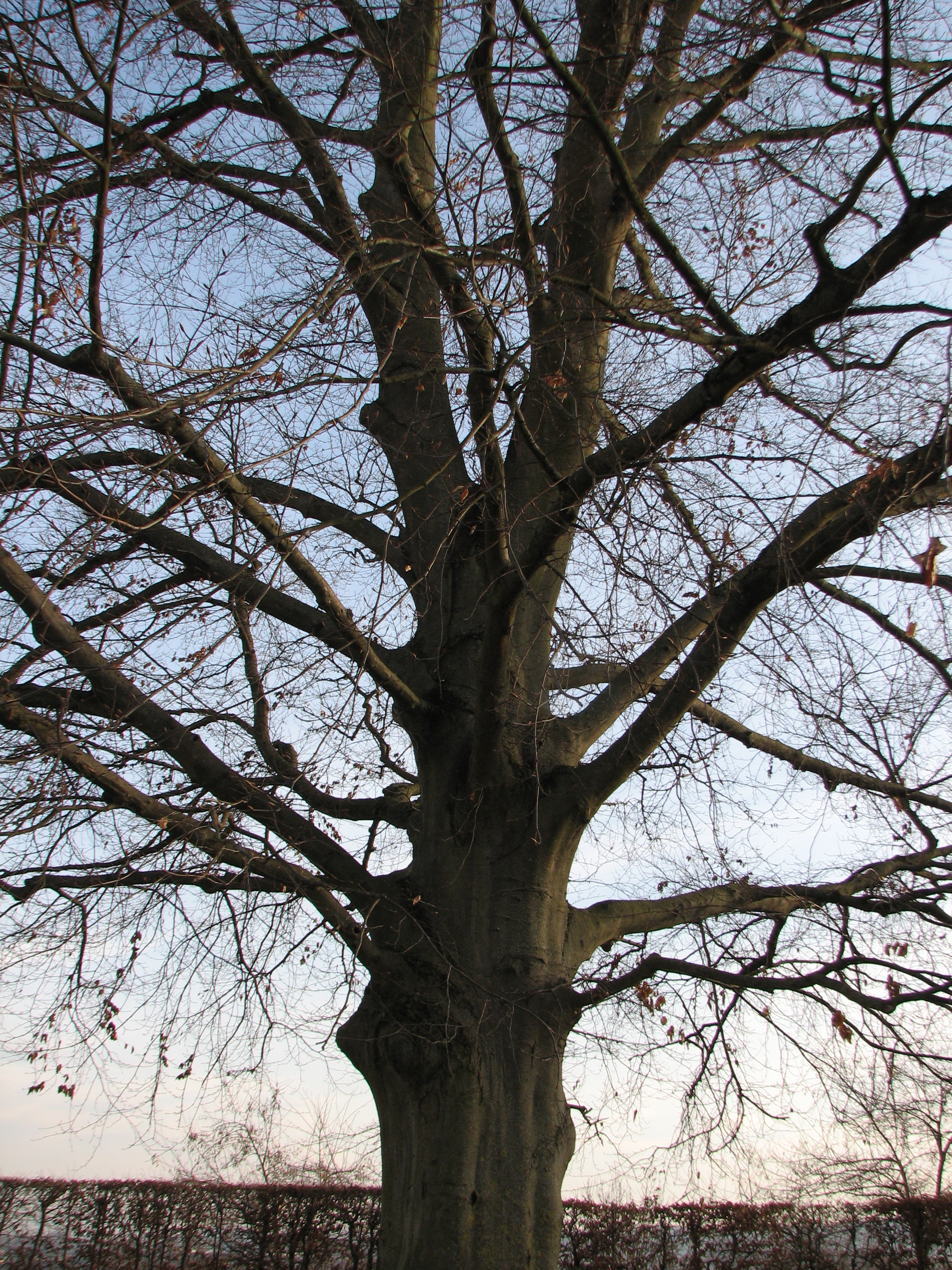 Morgenländische Platane