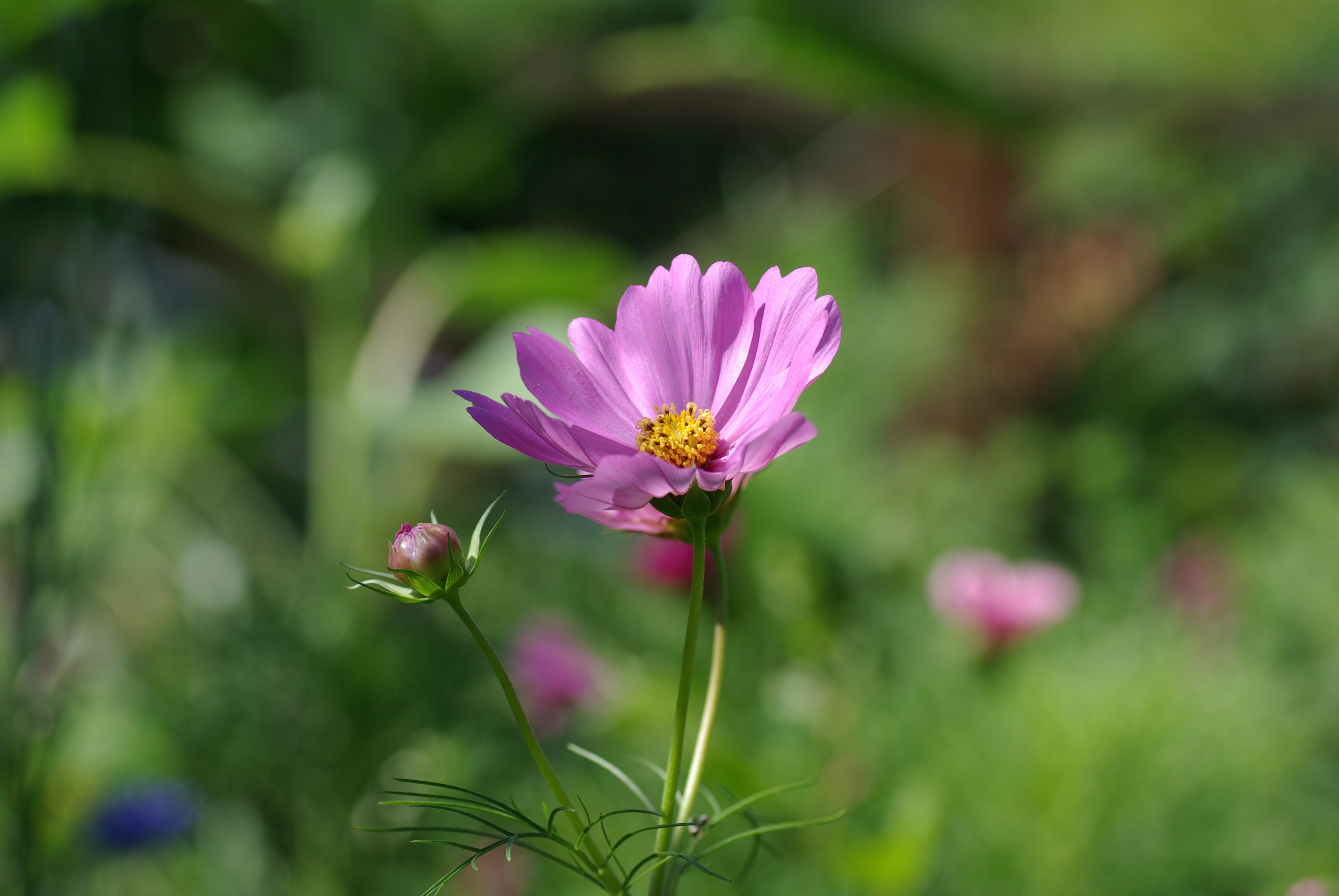 Cosmea
