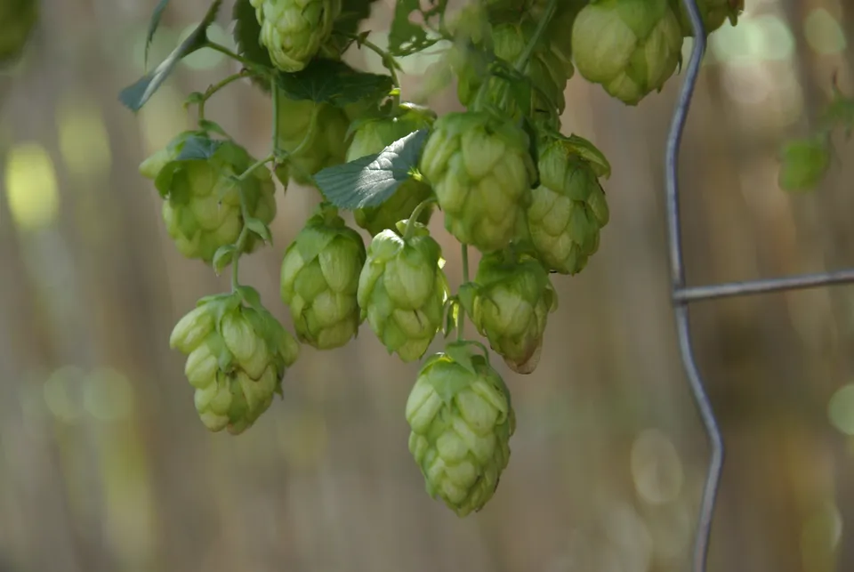 Kultur des Hopfens
