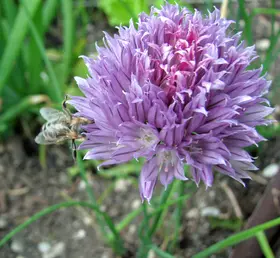 Kräuteressig, halbwild