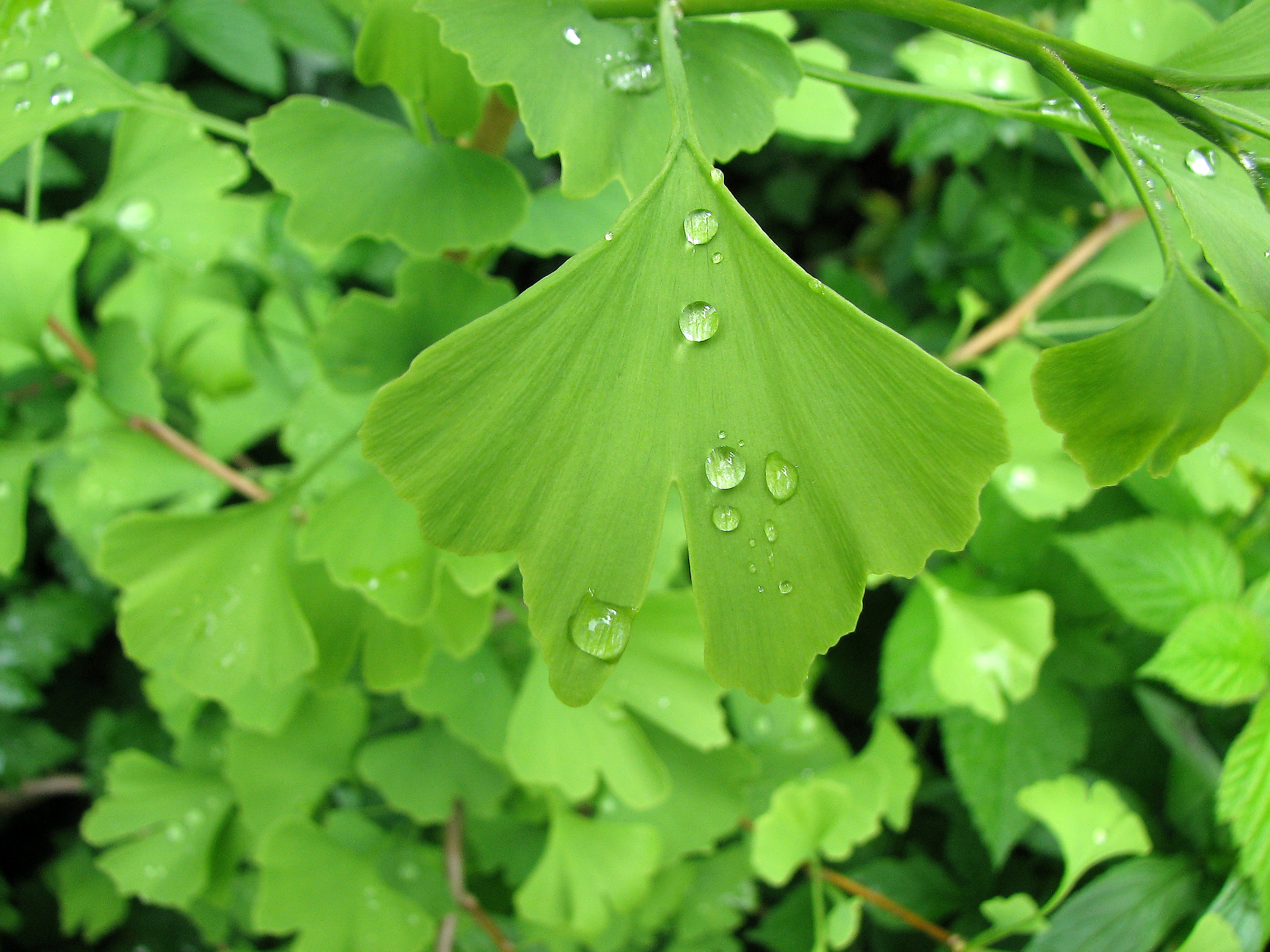 Ginkgo