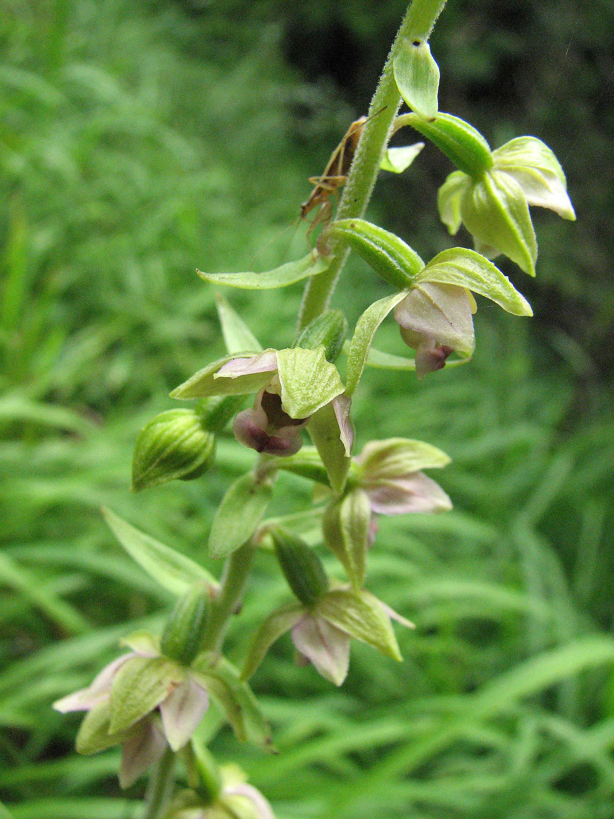 Breitblättrige Stendelwurz