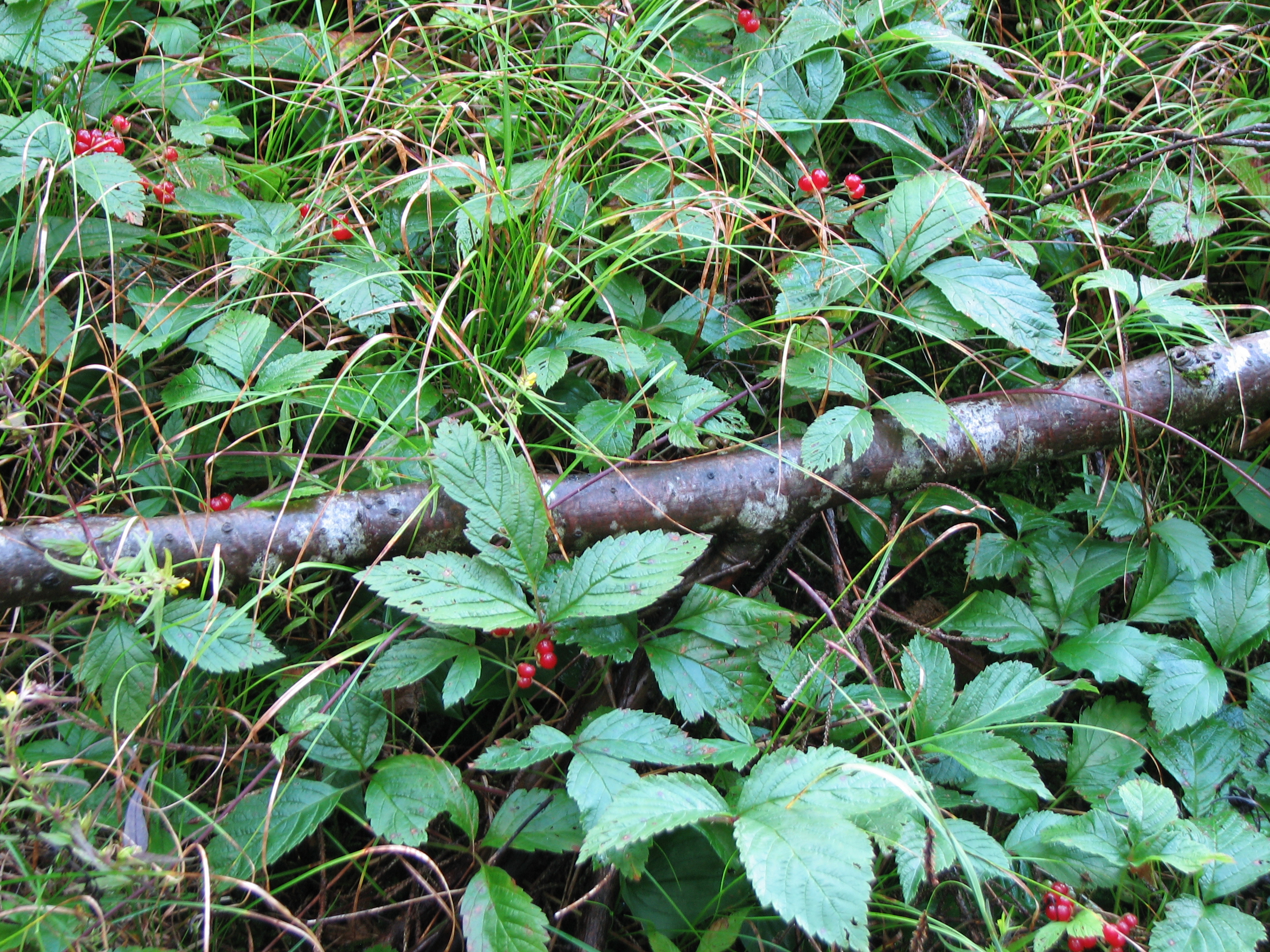 Steinbeere