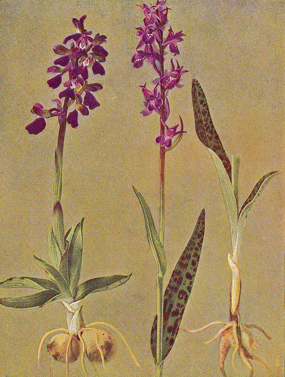 Breitblättrige Fingerwurz