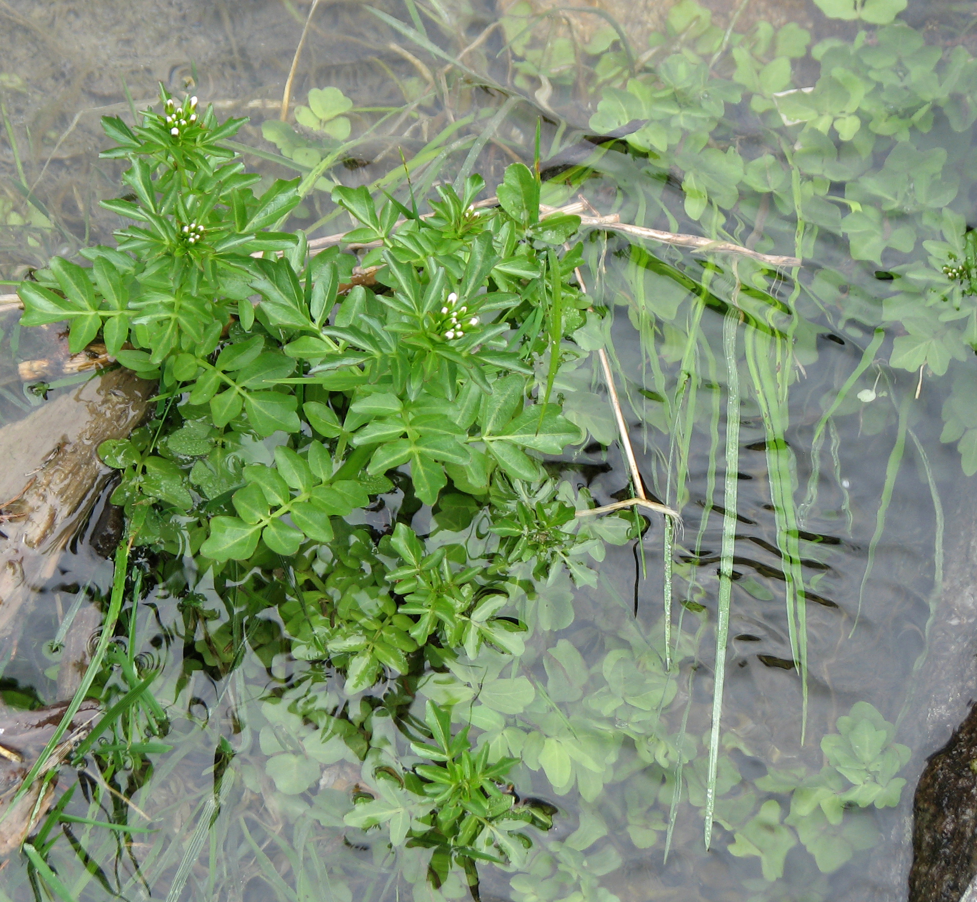 Bitteres Schaumkraut