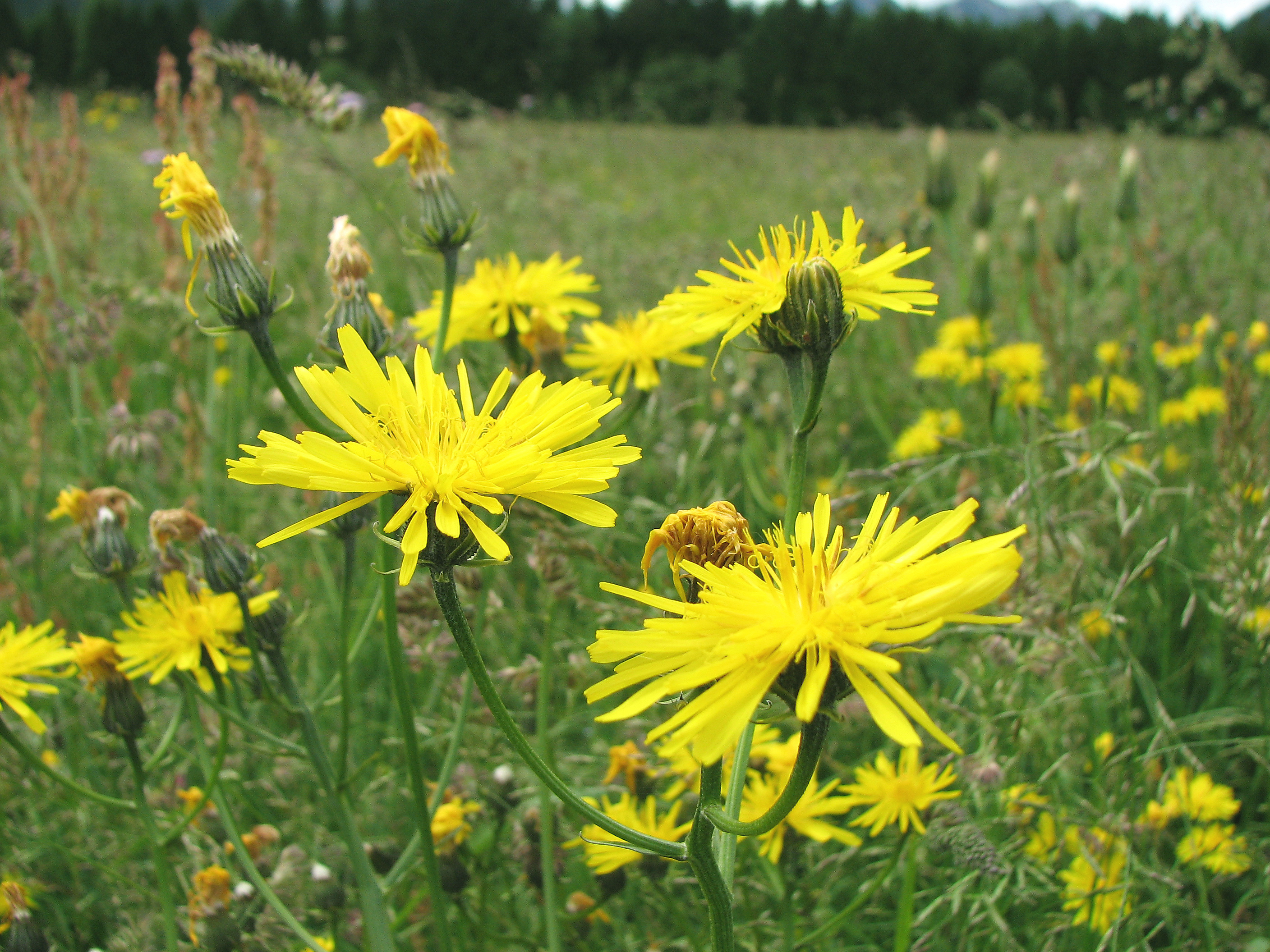 Wiesenpippau