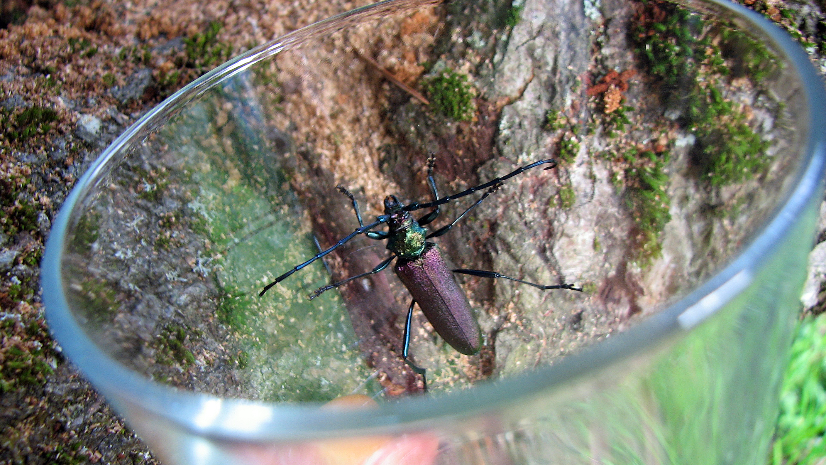 Silberweide - Kopfweide