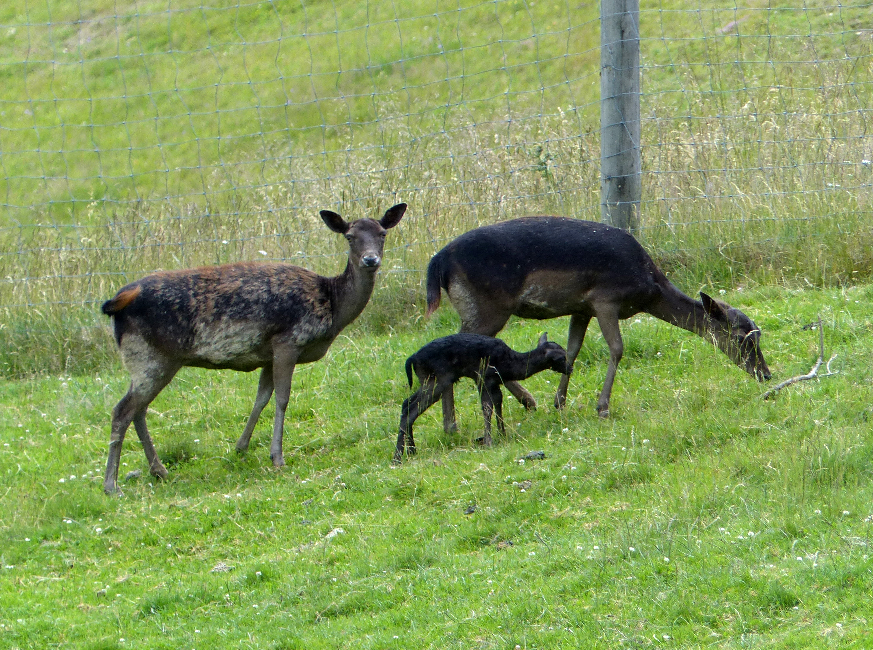 <p>Gehegewild (2 Hirschkühe, 1 Junges)</p>