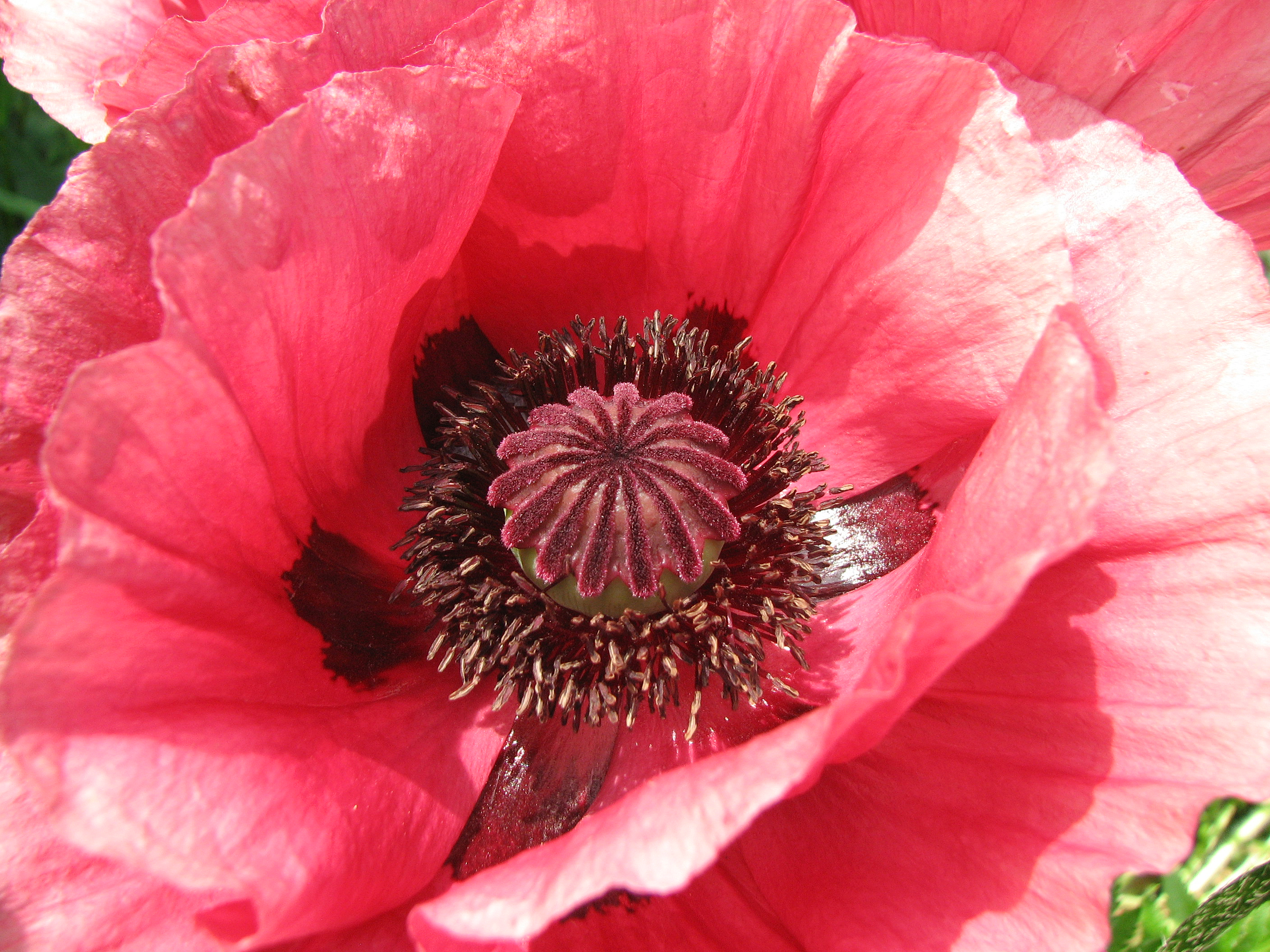 Türkischer Mohn