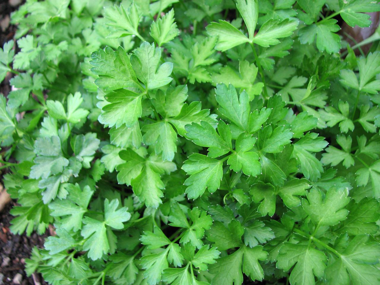 Frankfurter Grüne Soße