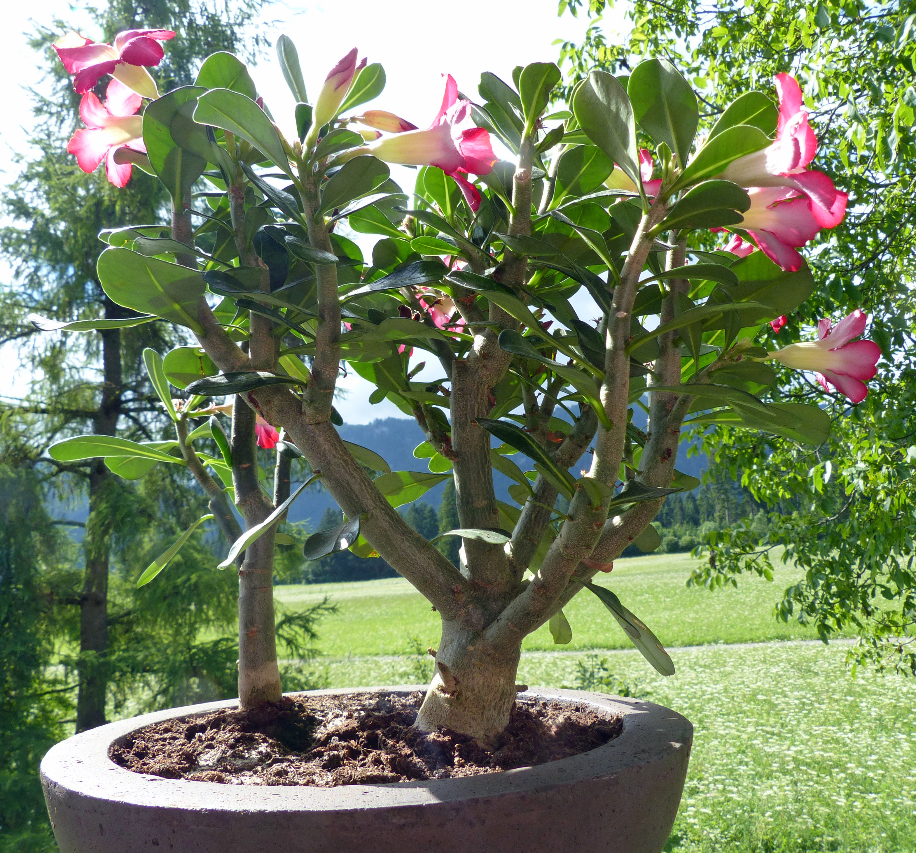 Adenium