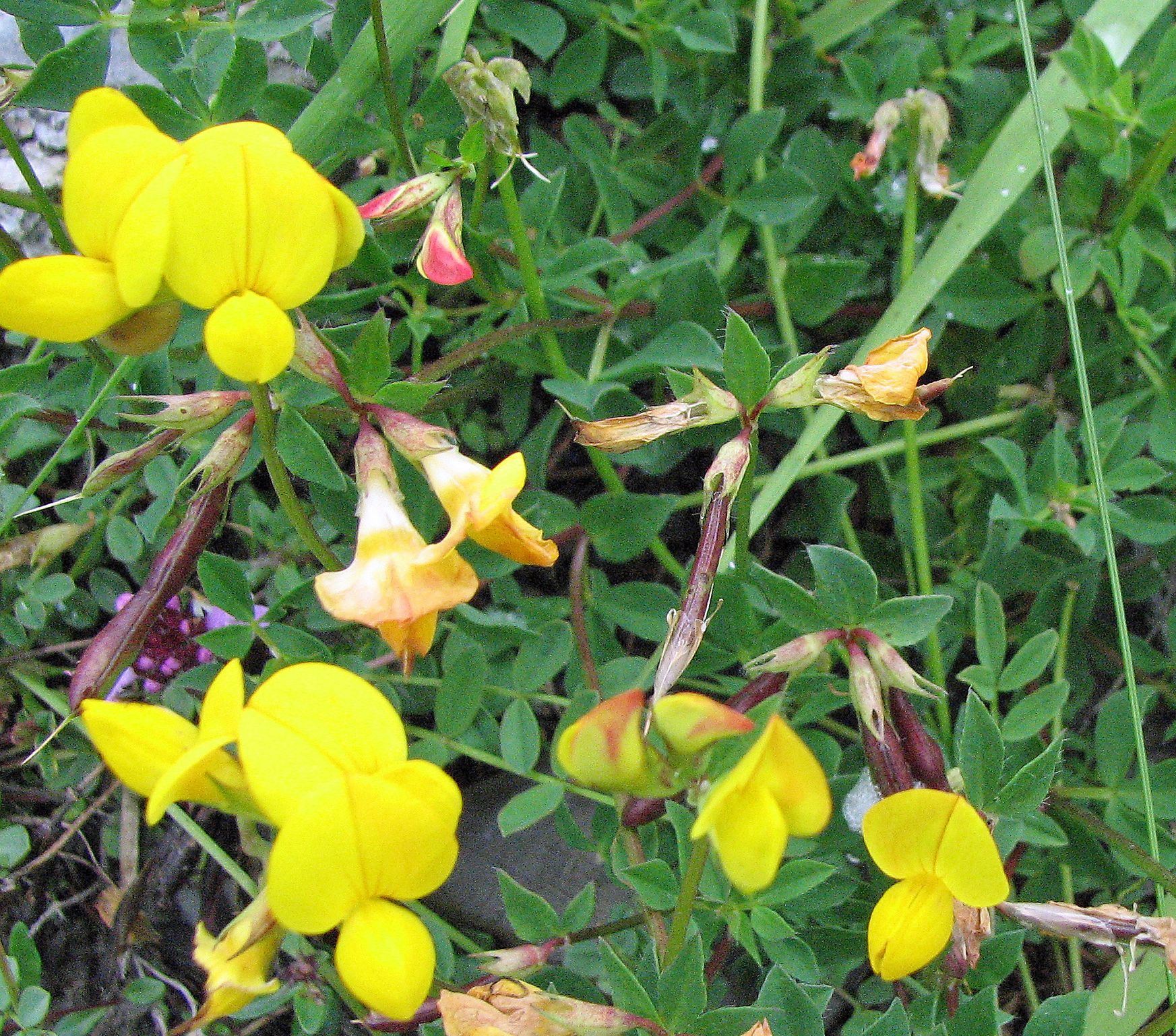 Gewöhnlicher Hornklee