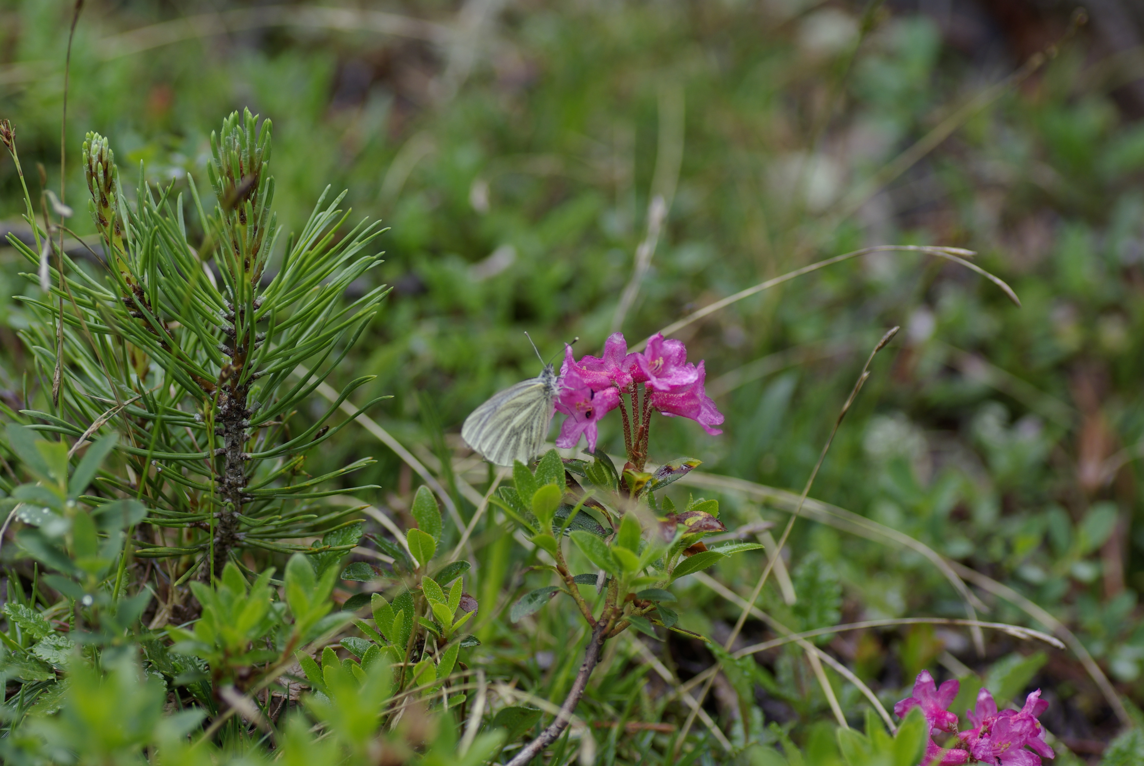 Bewimperte Alpenrose