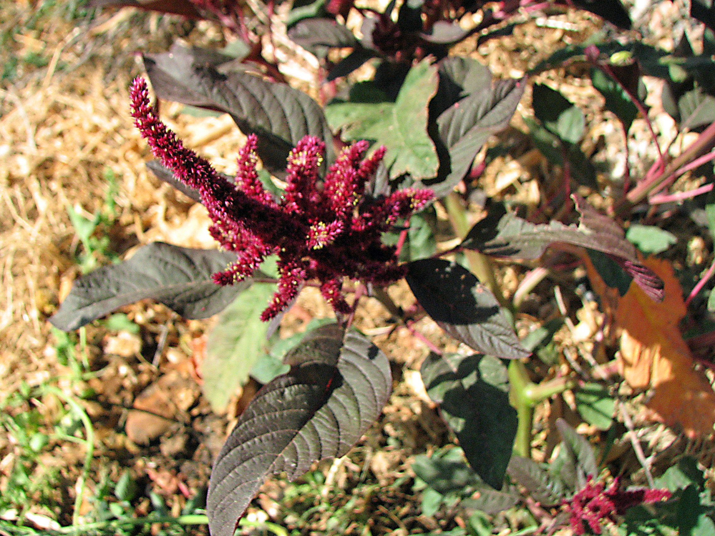 Amaranth